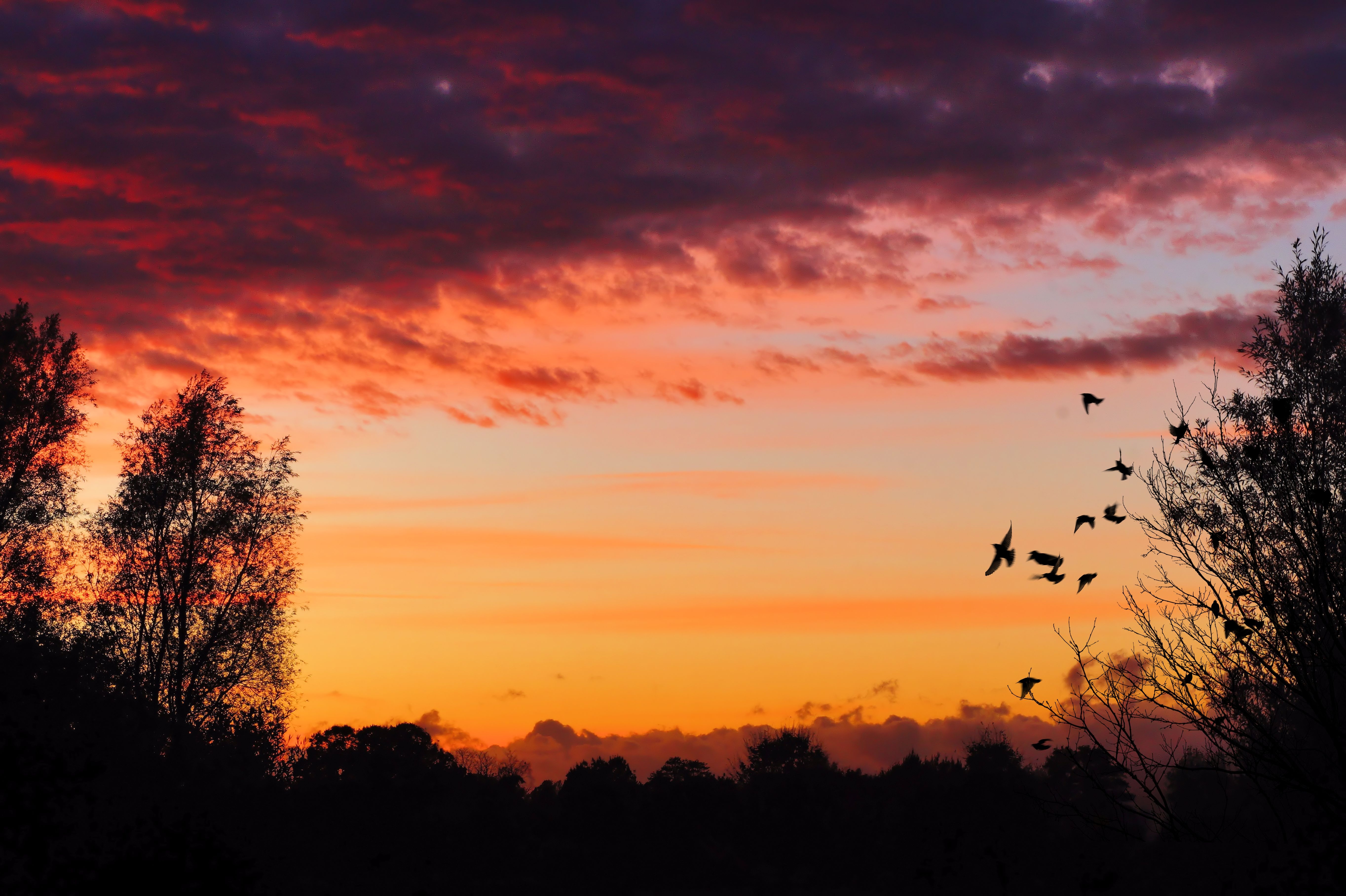 plant, sunset, afterglow, mood, cloud - sky, tranquility, calming, animals in the wild, golden october, orange color, colorful, animal themes, aufbruchstimmung, HD Wallpaper