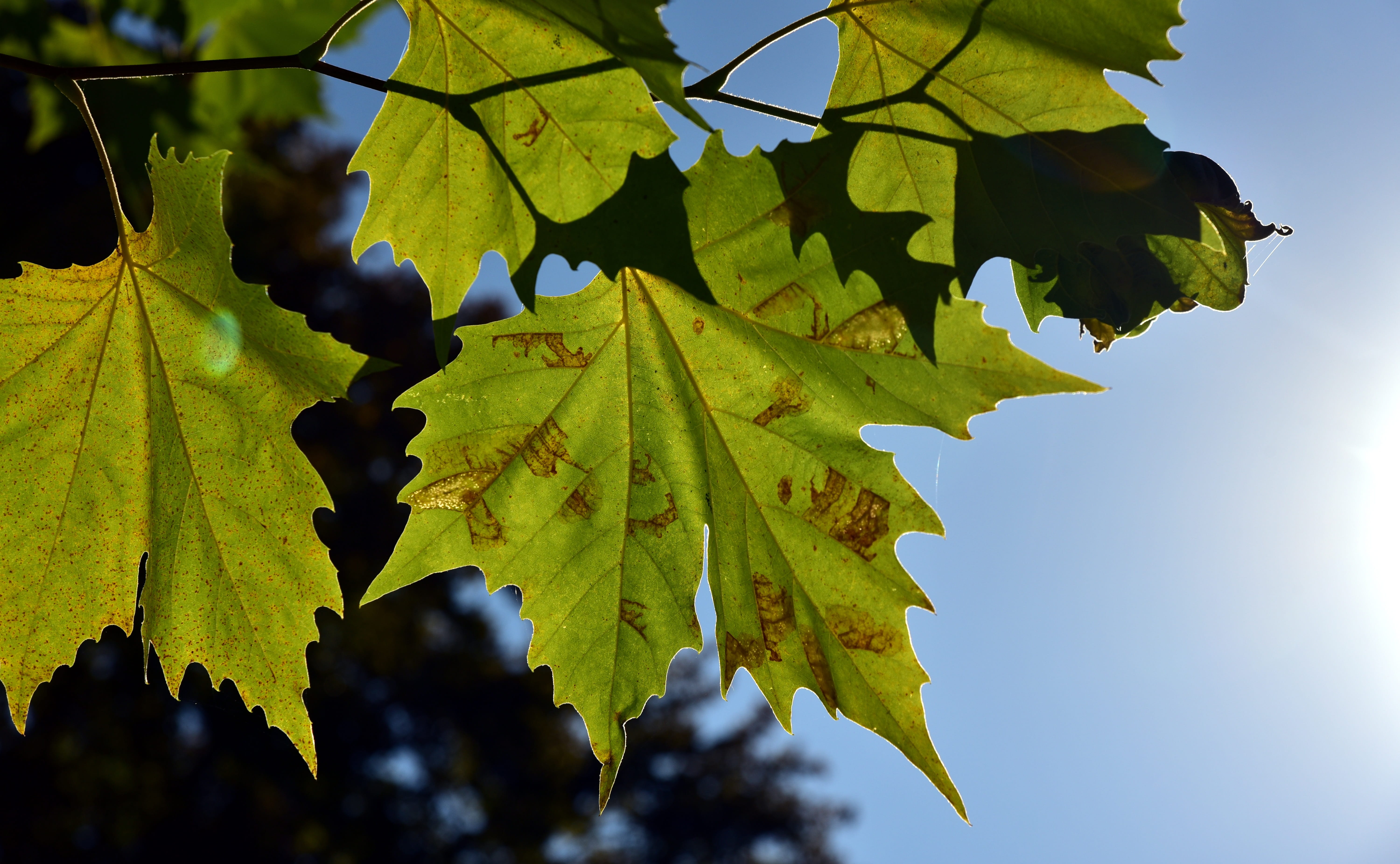 fall foliage, plant part, close-up, sky, close up, tree, forest, emerge, autumn colours, low angle view, leaf, focus on foreground, 5K, leaves, mood, late summer, HD Wallpaper