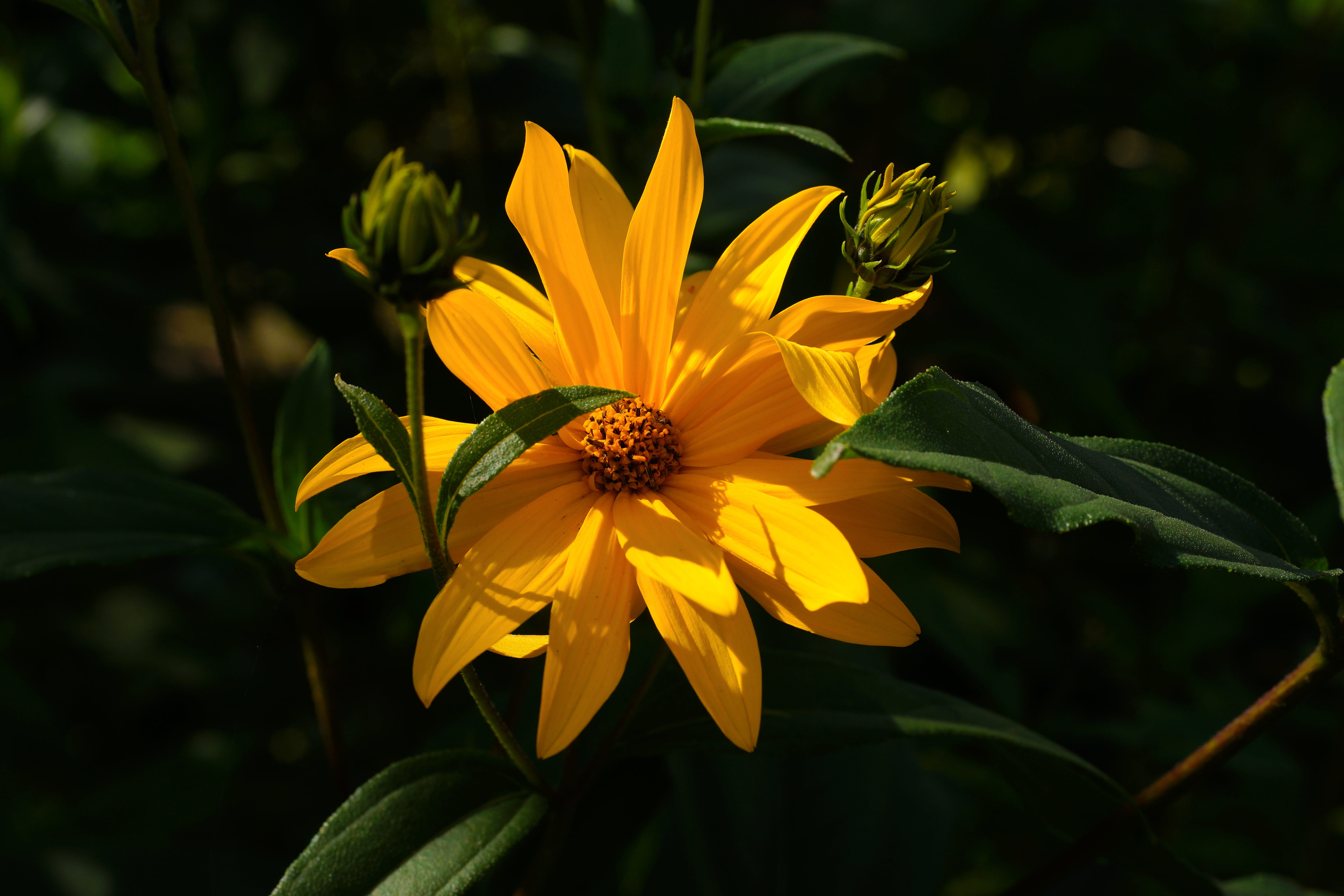 close, close-up, freshness, petal, plant, yellow, blossom, nature, bright, day, vulnerability, petaled, fragility, yellow flower, multi, filigree, summer, HD Wallpaper