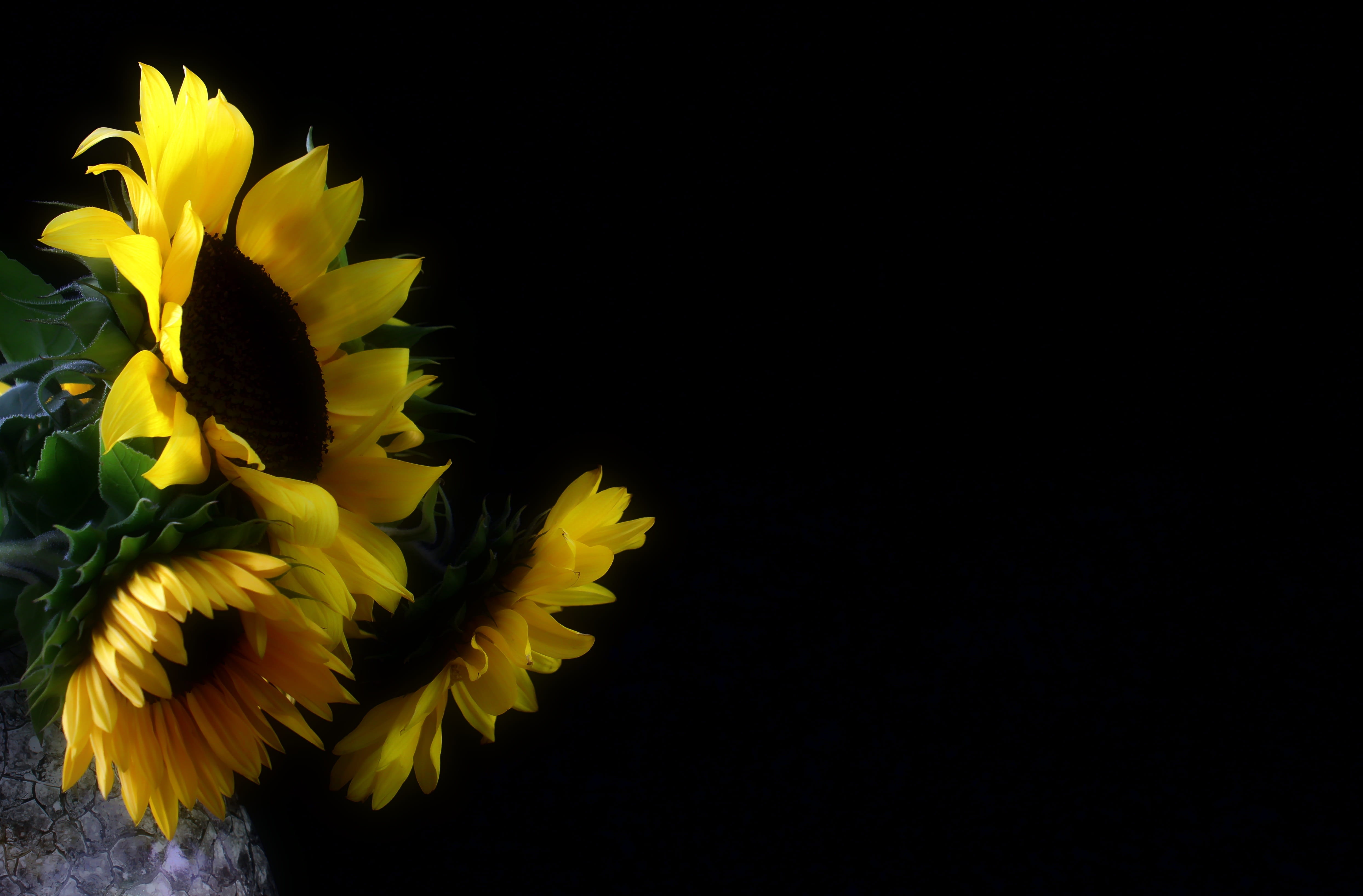 plant, petal, nature, growth, beauty in nature, close-up, decorative, late summer, greeting card, flower head, thank you, autumn mood, yellow, flower arrangement, HD Wallpaper
