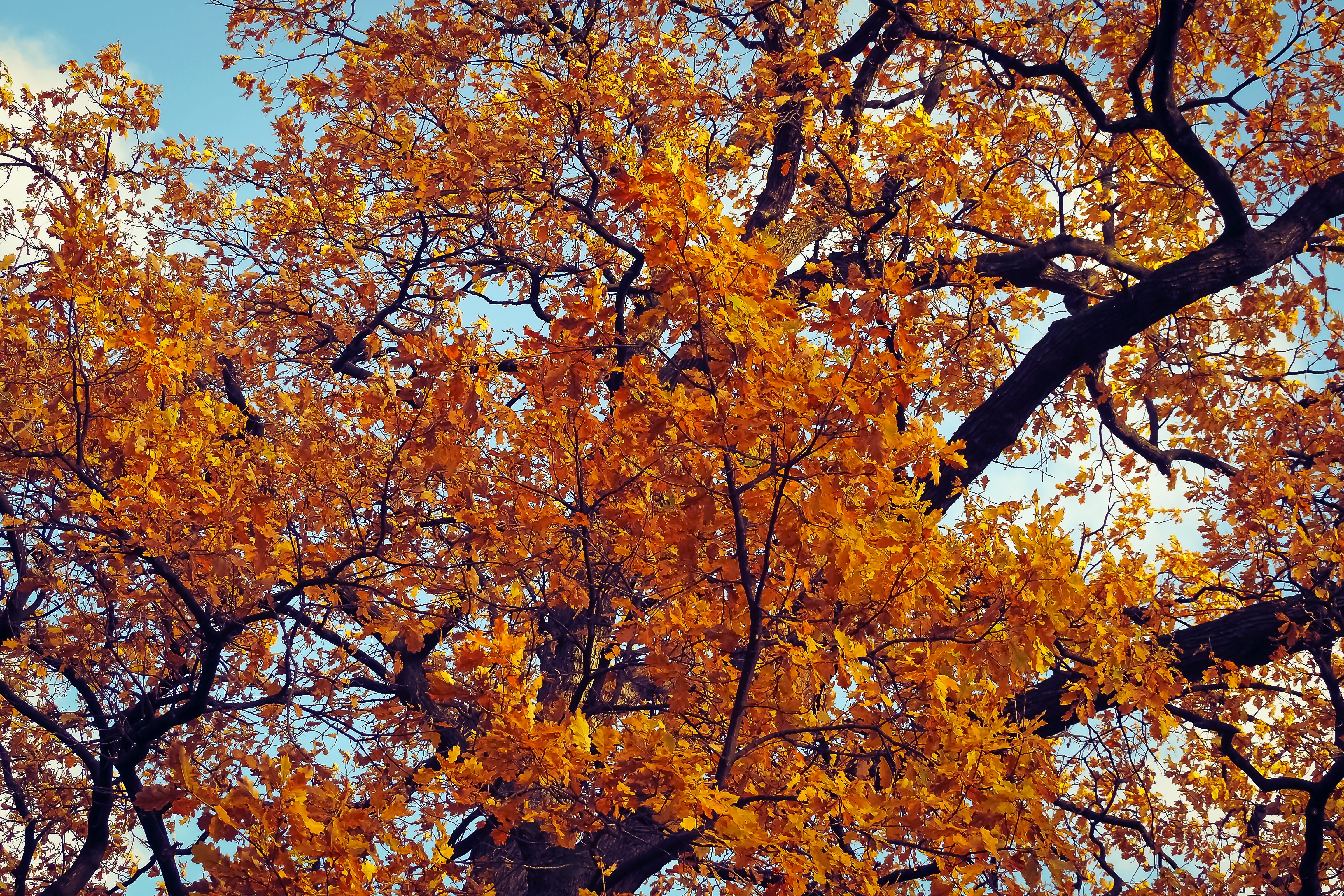 outdoors, autumn, plant part, landscape, fall, beauty in nature, season, forest, maple leaf, tranquil scene, nature, low angle view, fall color, scenics - nature, HD Wallpaper