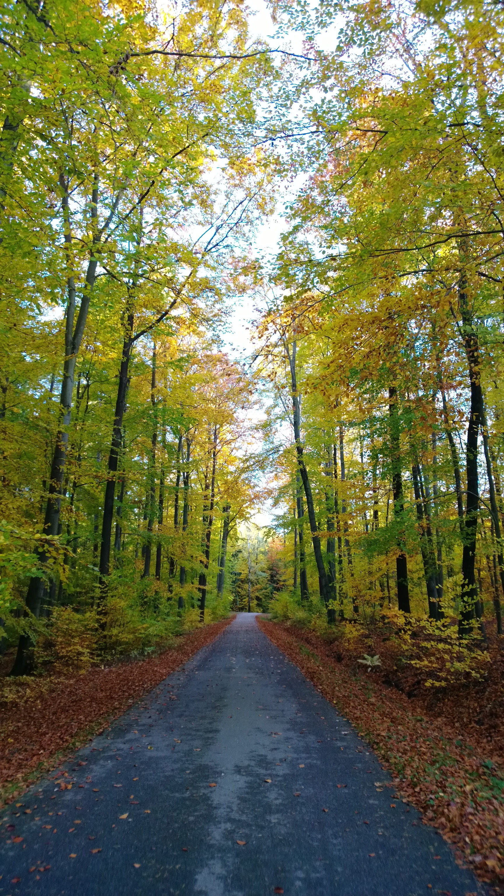 tranquility, contrasts, treelined, day, transportation, tranquil scene, light, Forest, outdoors, growth, orange, Autumn, red, artistically, 2K, Away, no People, Phone HD Wallpaper