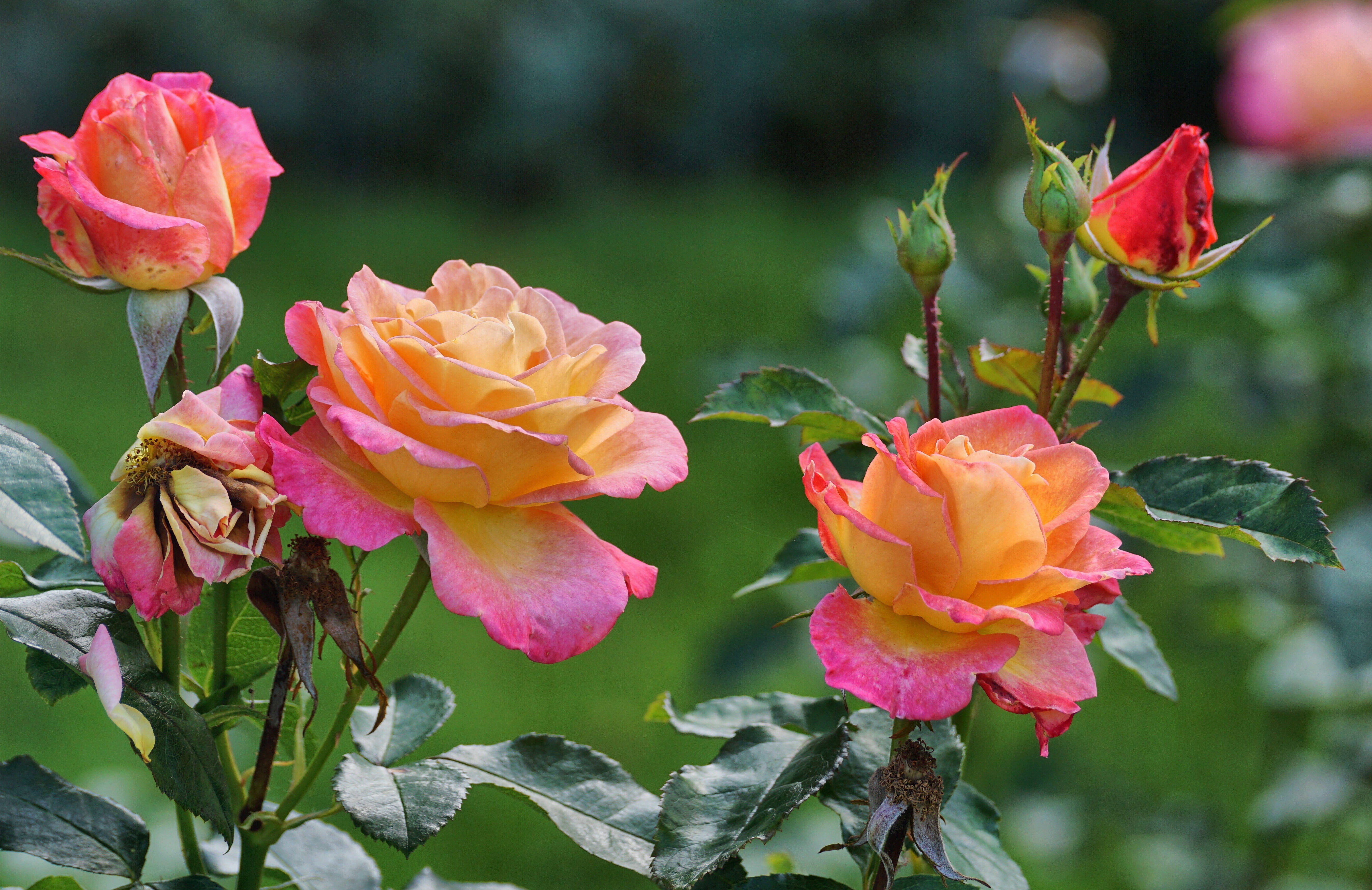 garden, flowers, no people, focus on foreground, 5K, yellow, petal, blossom, floribunda, blossoms, beautiful, flower, springtime, plant, rose, inflorescence, HD Wallpaper