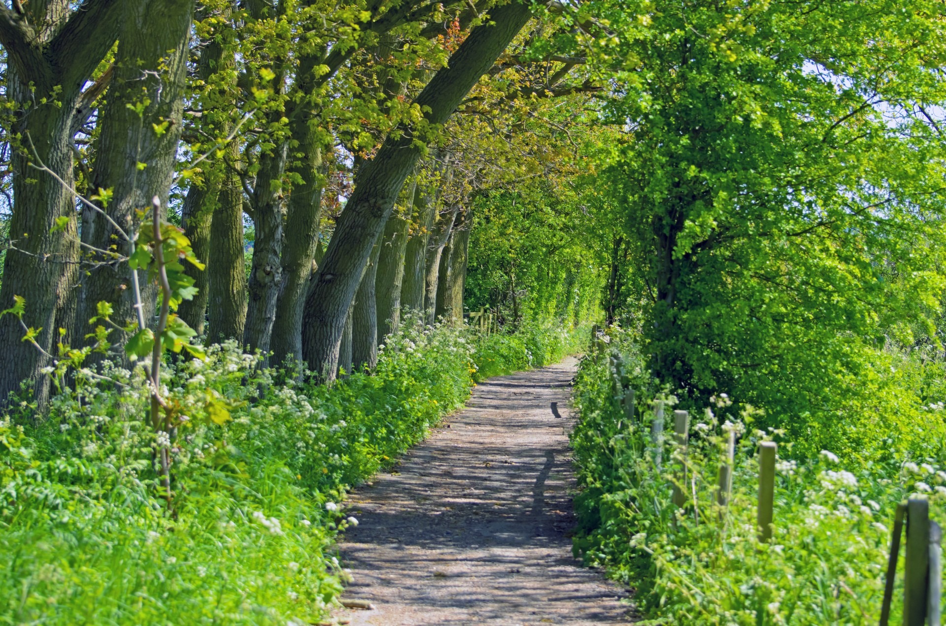 footpath, leaf, route, scenic, treelined, plant, sunlight, beauty in nature, sunny, 1080P, outdoors, nature, surrounded, rural Scene, vacation, sunshine, HD Wallpaper