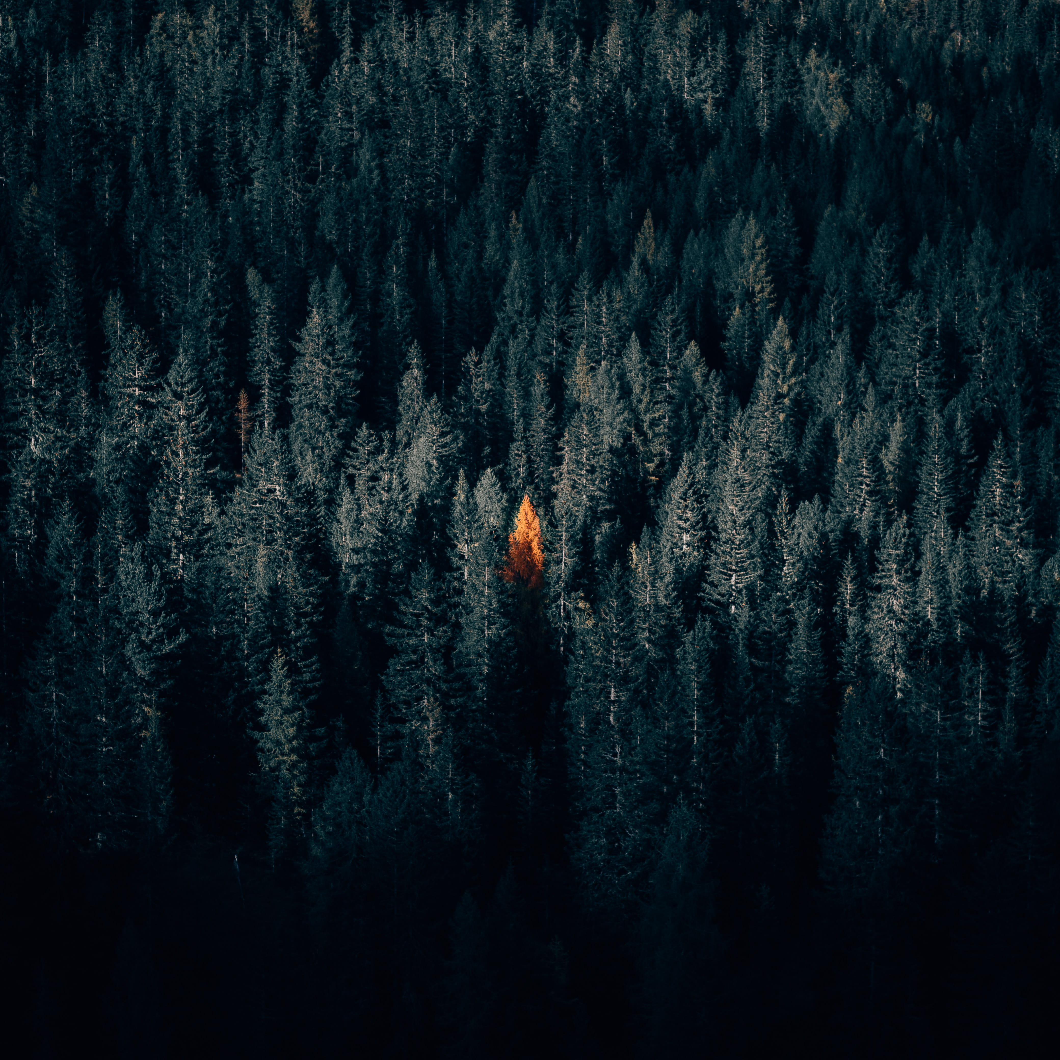 fir tree, solitary, winter, plant, nature, wildlife, pine tree, no people, woodland, pine, christmas tree, focu, tranquil scene, beauty in nature, amount, Phone HD Wallpaper