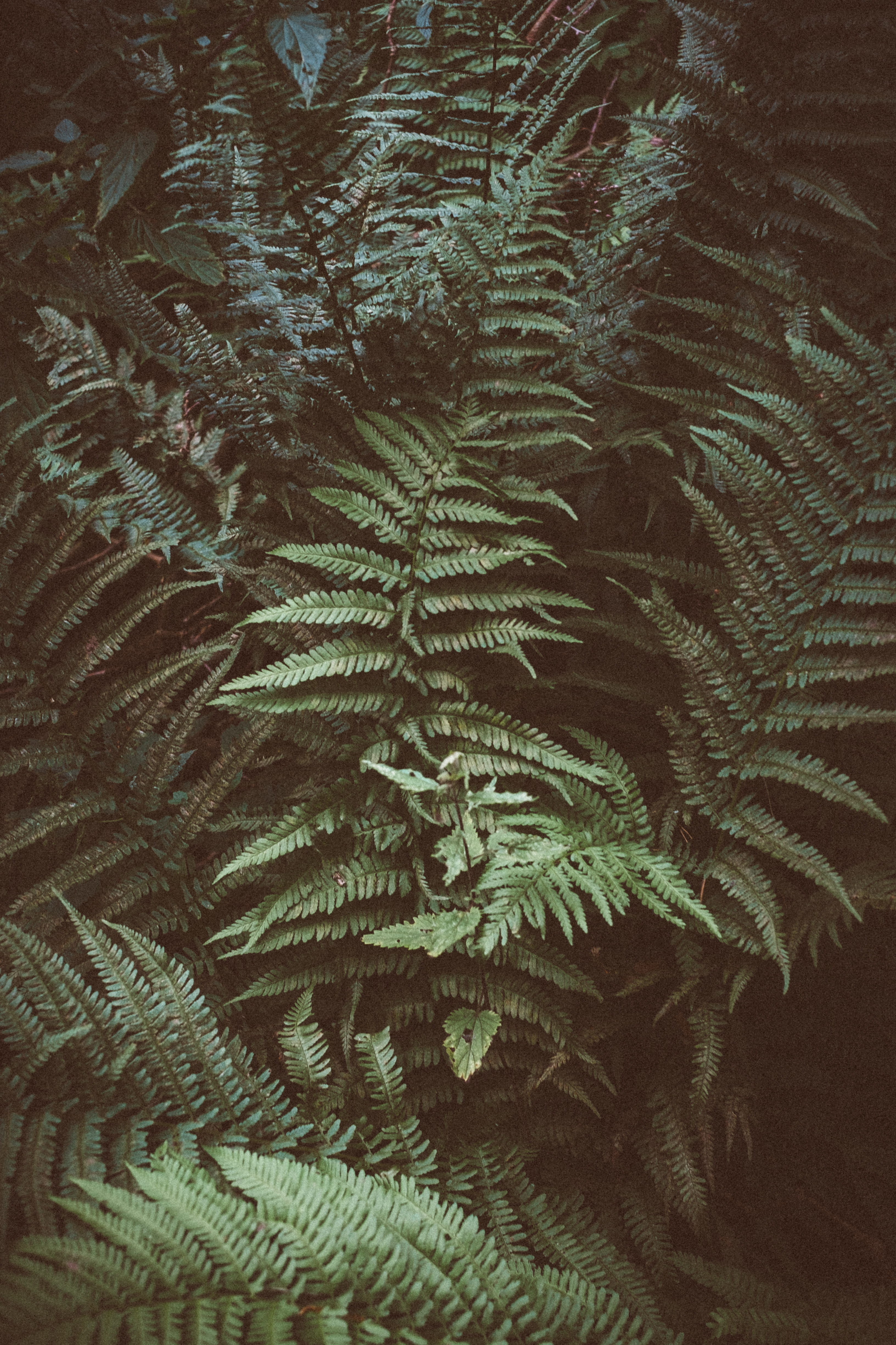 garden, farn, fern, forest, tranquility, greenery, growth, green, green color, full frame, tree, 4K, leaf, palm leaf, nature, beauty in nature, plant, Phone HD Wallpaper