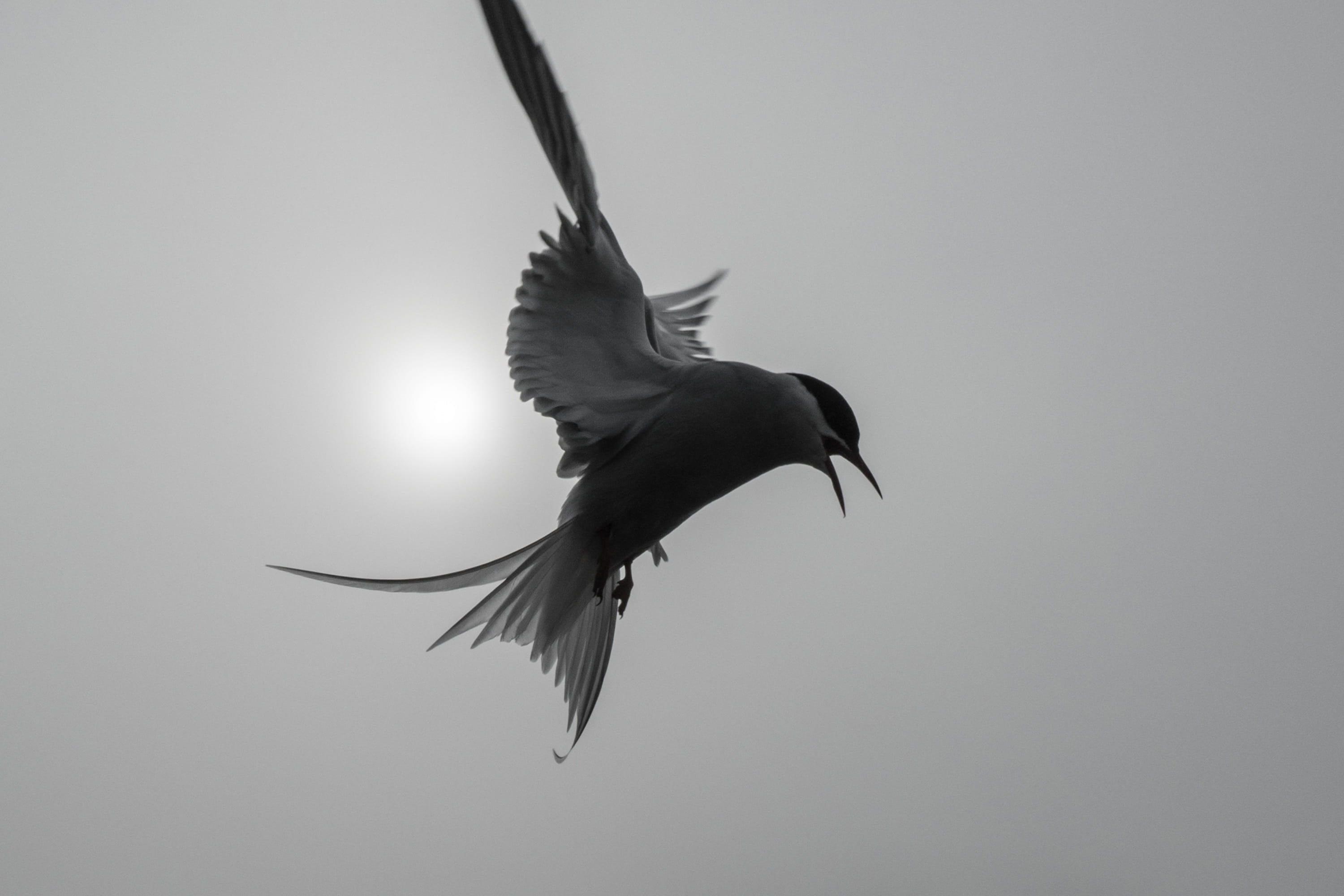 motion, flight, no people, outdoors, wildlife, 2K, beak, full length, animals in the wild, bird, farne islands, vertebrate, one animal, arctic tern, spread wings, HD Wallpaper