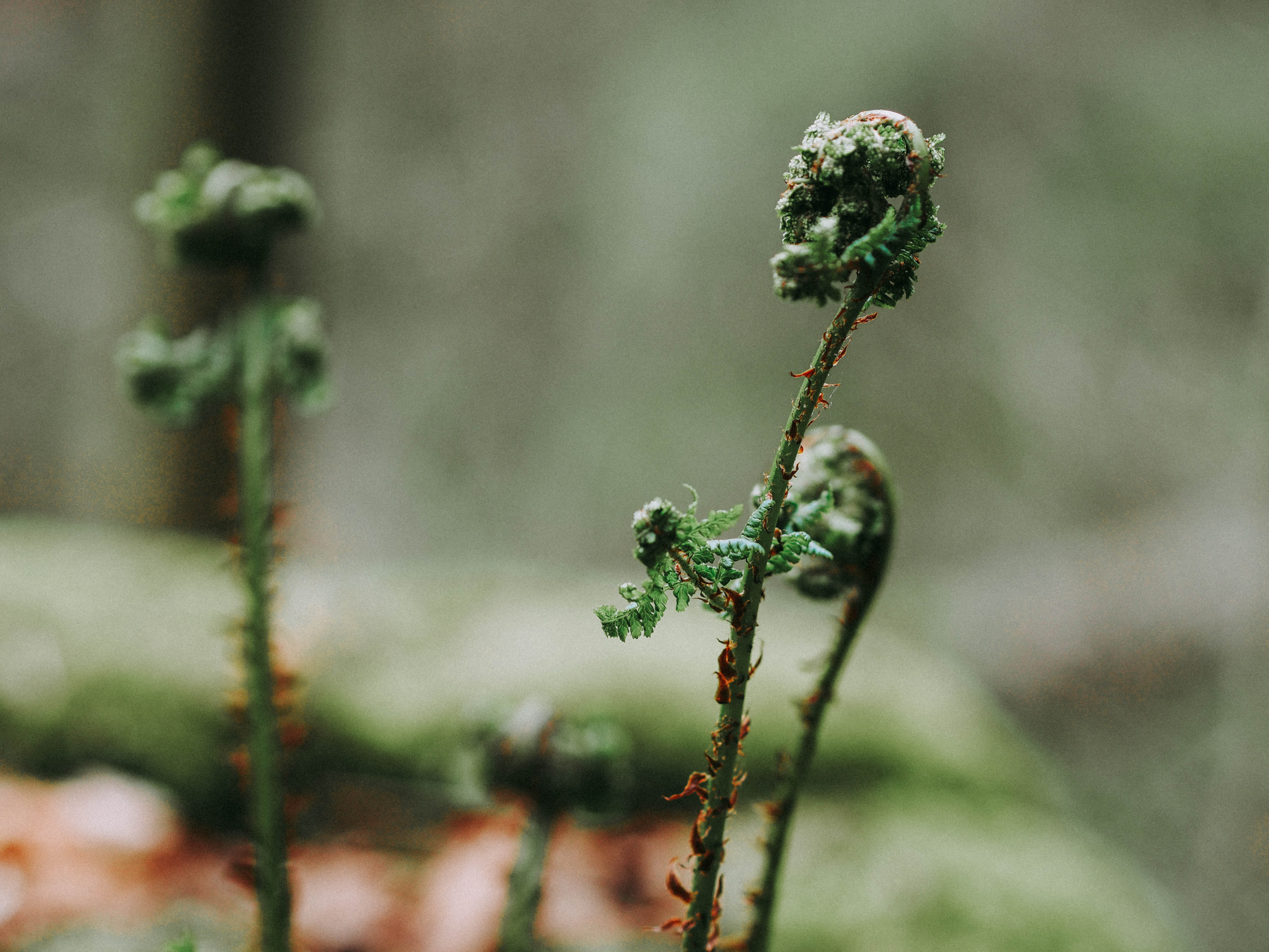 lichen, farn, selective focus, close-up, plant, botany, focus, focus on foreground, freshness, green, flower, flowering plant, fiddlehead, leaf, ends, outdoors, HD Wallpaper