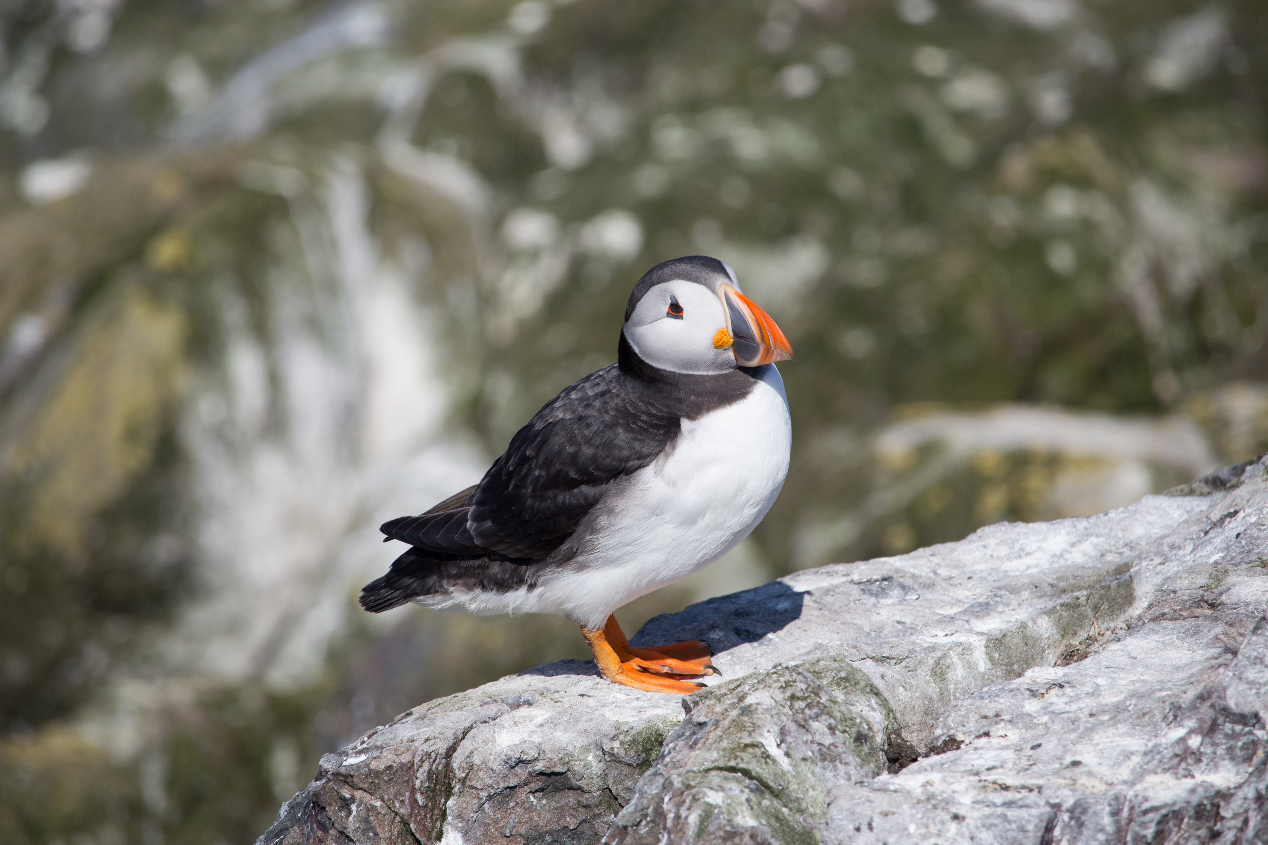 flowing water, day, farne, seabird, isle, wildlife, vertebrate, puffin, sea, water, seagull, one animal, rock - object, 5K, nature, animal wildlife, bird, HD Wallpaper