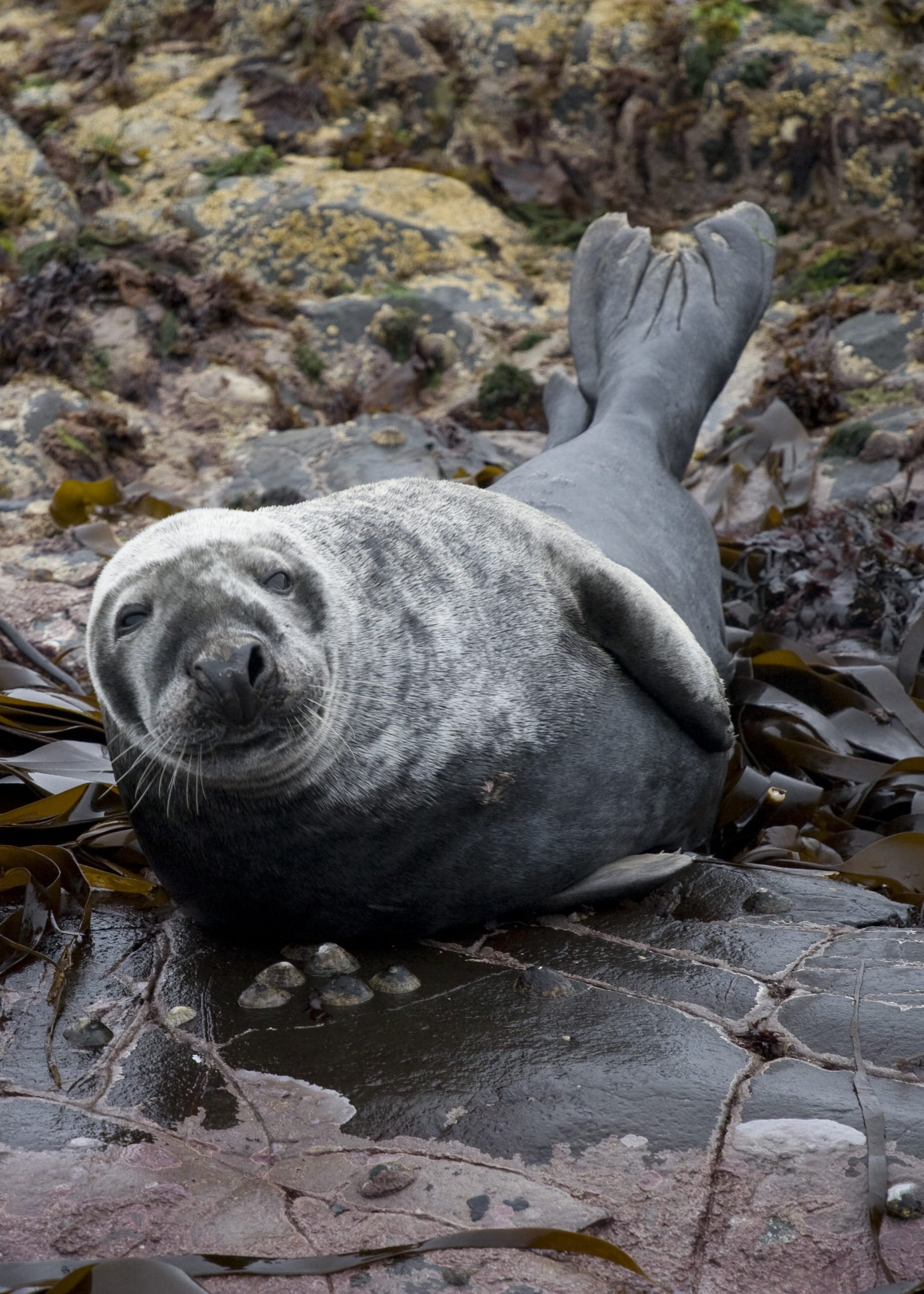 rock - object, aquatic mammal, day, no people, water, animal, animal themes, underwater, whisker, wildlife, seal - animal, nature, animal wildlife, england, Phone HD Wallpaper