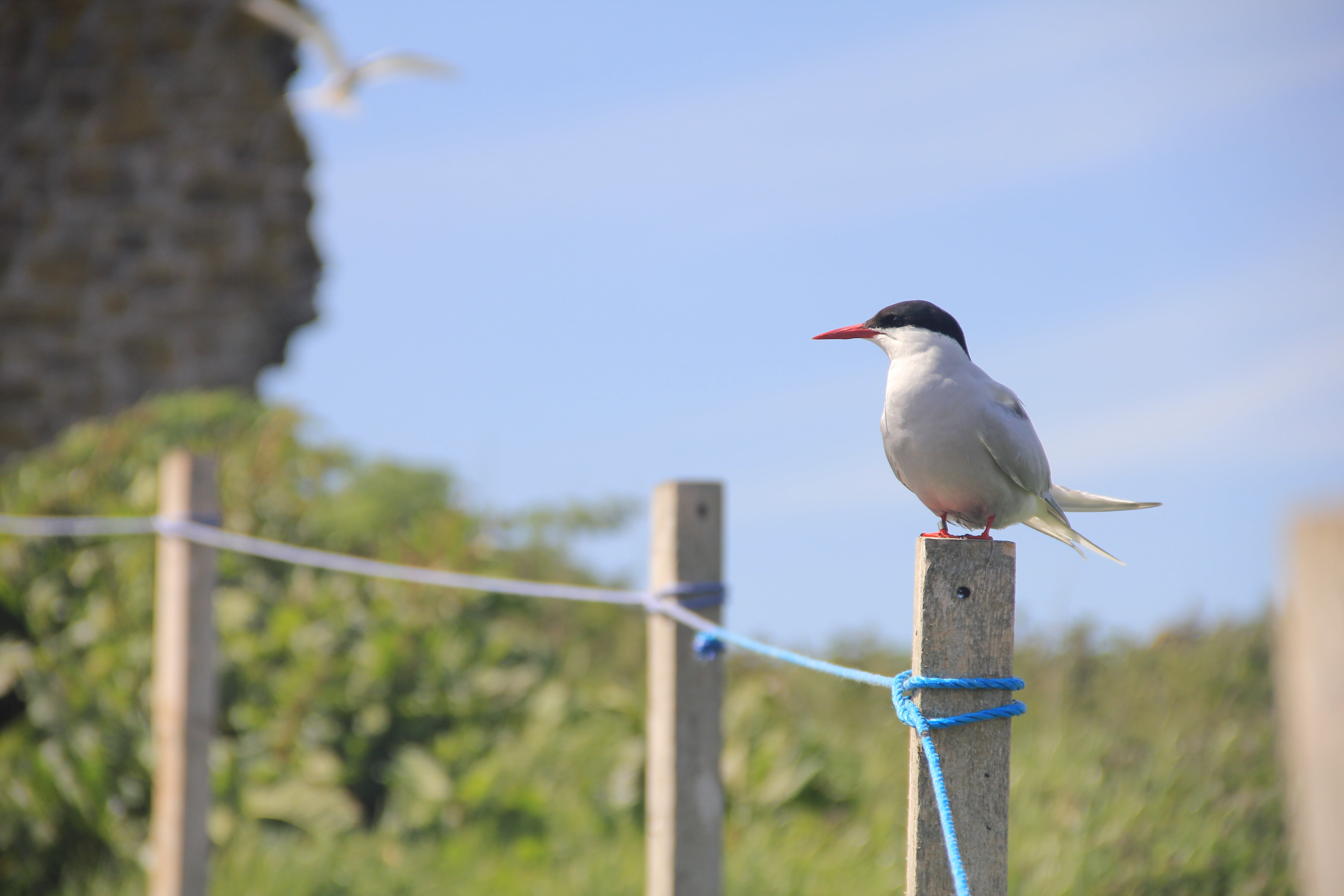 farne islands, wooden post, perching, nature, 5K, one animal, wood - material, barrier, full length, bird, arctic tern, no people, animal wildlife, boundary, HD Wallpaper