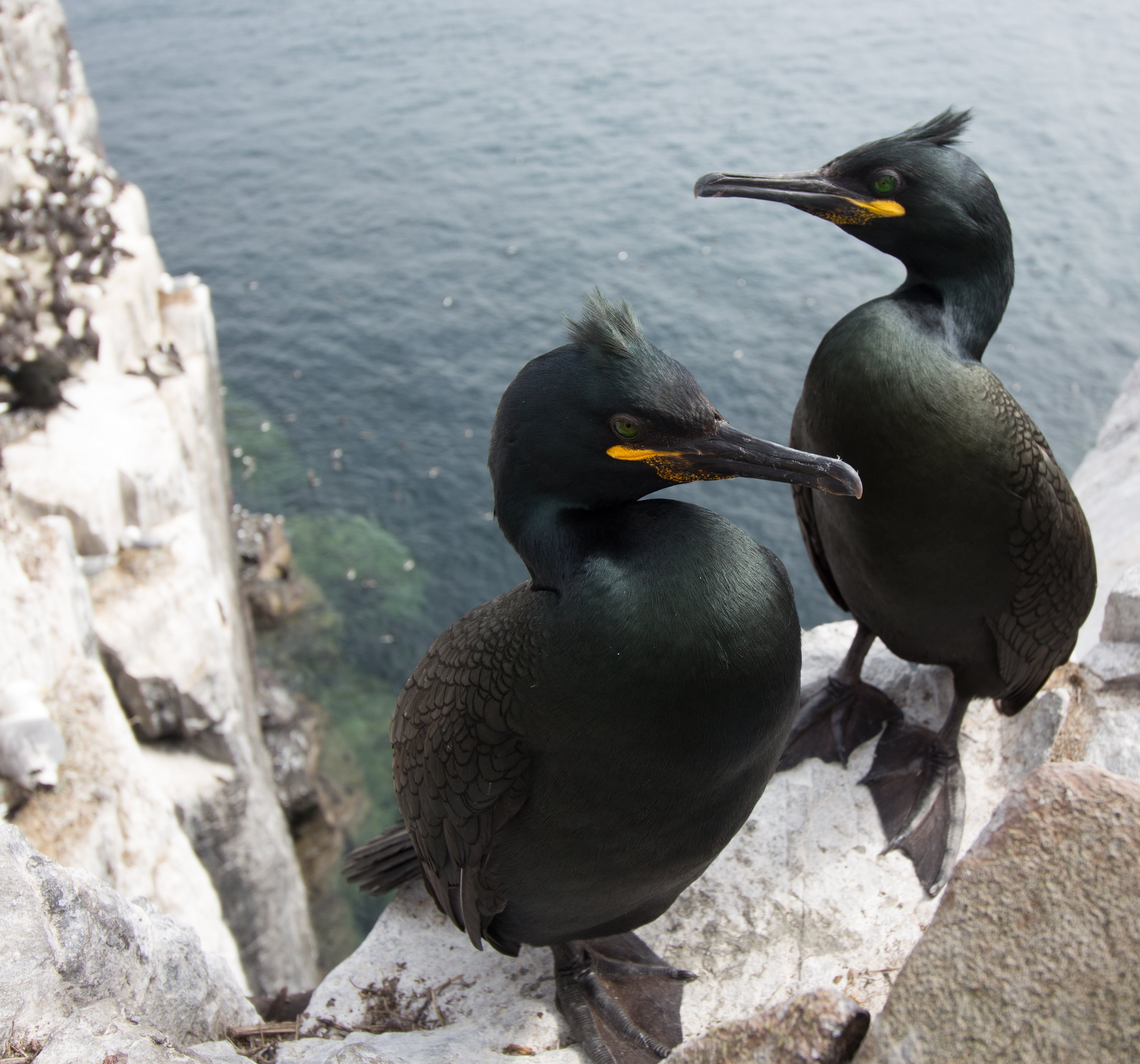 no people, outdoors, 2K, solid, group of animals, wildlife, lake, farne, phalacrocorax, animal wildlife, rock - object, day, vertebrate, ornithology, coast, HD Wallpaper