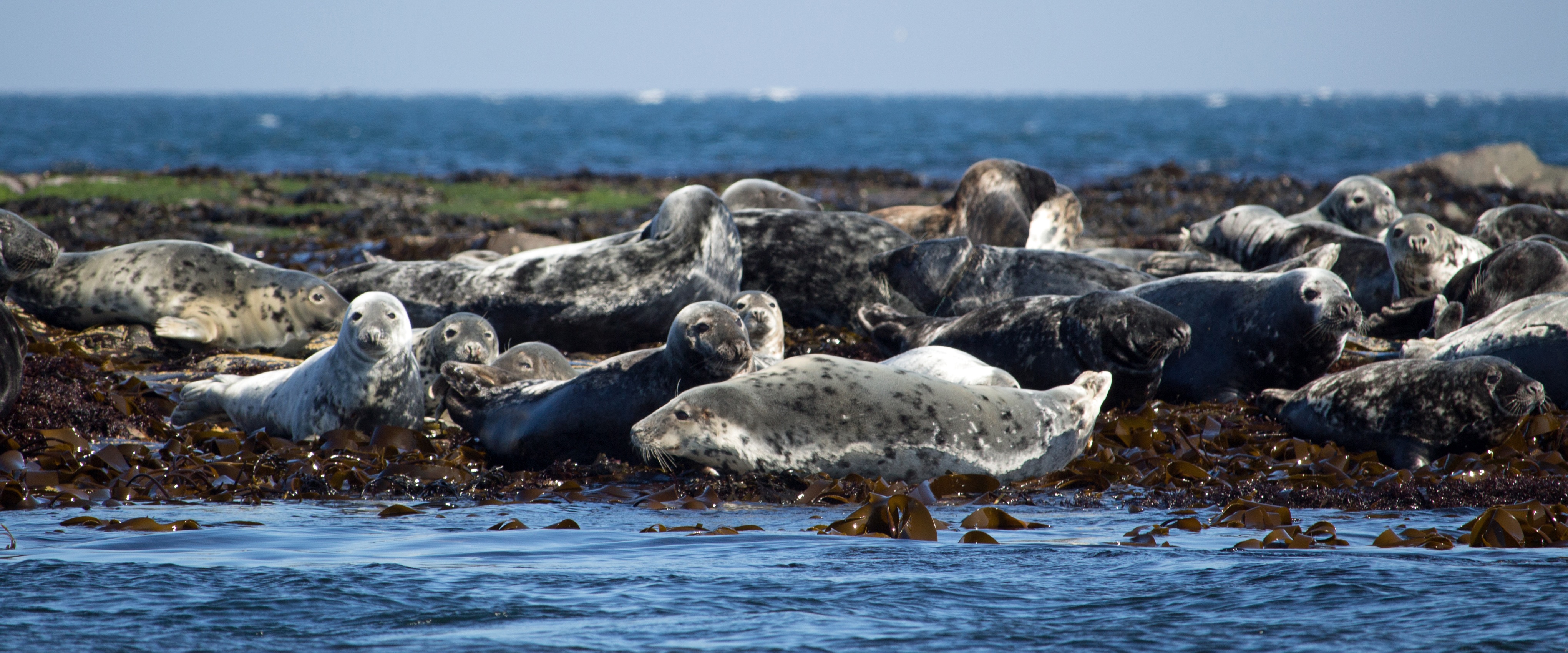 basking, non-urban scene, coastline, land, uk, day, vertebrate, north sea, bird, british, animals in the wild, wildlife, coast, mammal, northumberland, HD Wallpaper