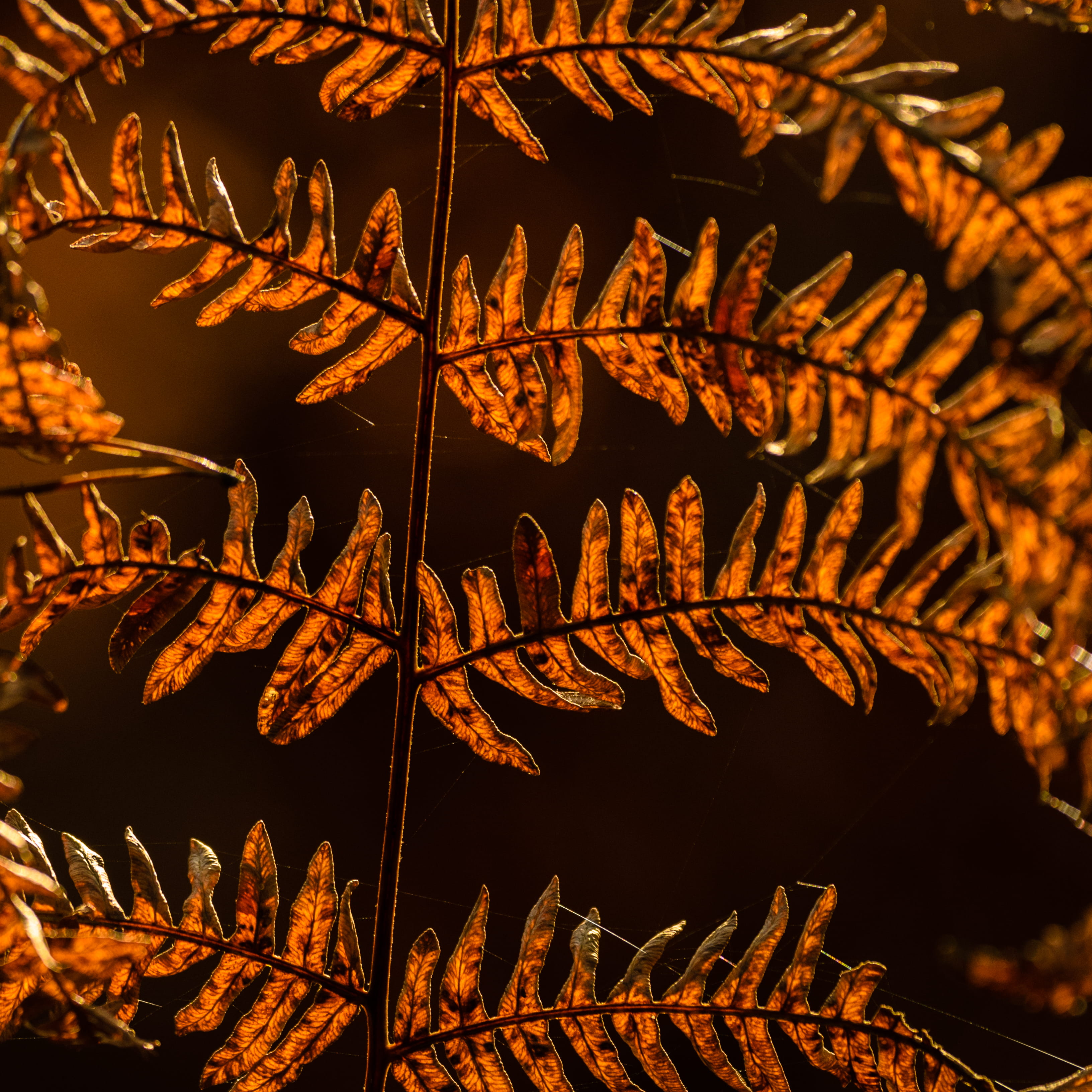 herbst, plant part, nature, farn, brown, season, leaf, sun, autumn, selective focus, creativity, beauty in nature, architecture, close-up, no people, plant, Phone HD Wallpaper