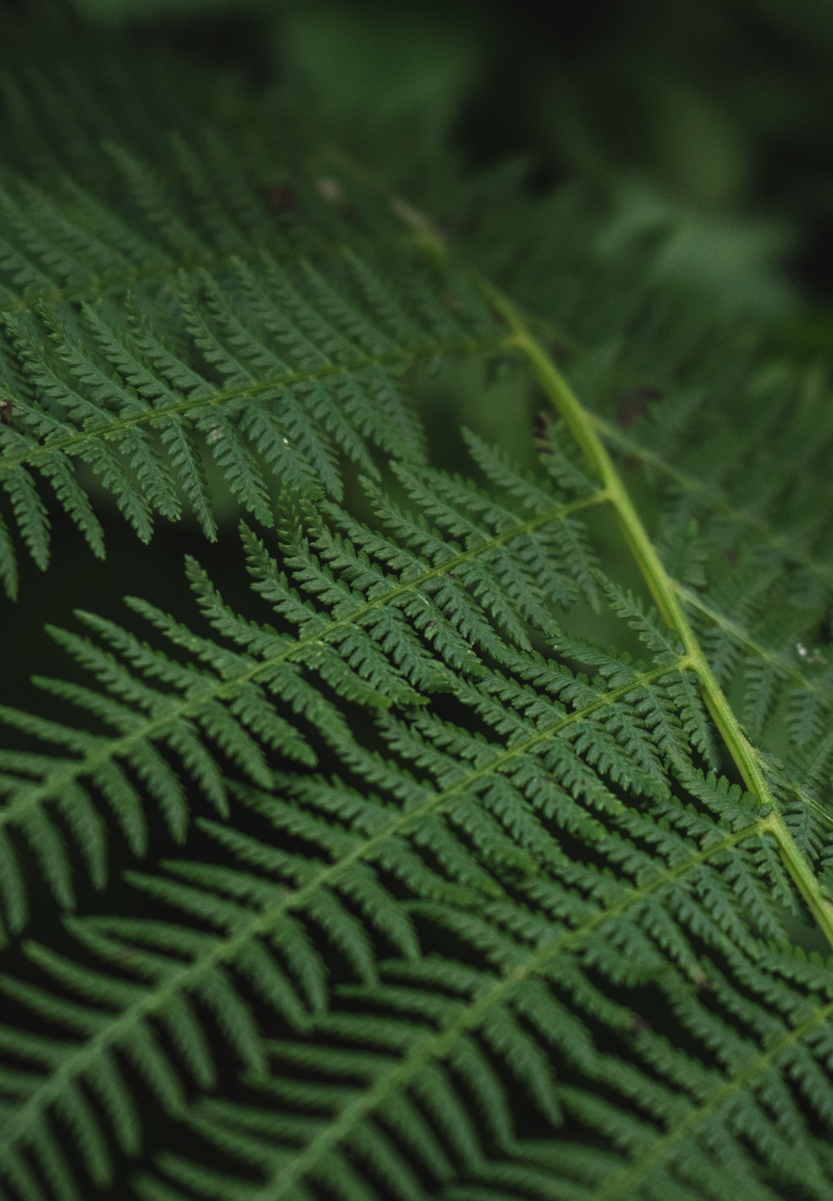 closeup, farn, fern, natural pattern, selective focus, green color, tranquility, full frame, no people, leaves, outdoors, leaf, close-up, beauty in nature, Phone HD Wallpaper