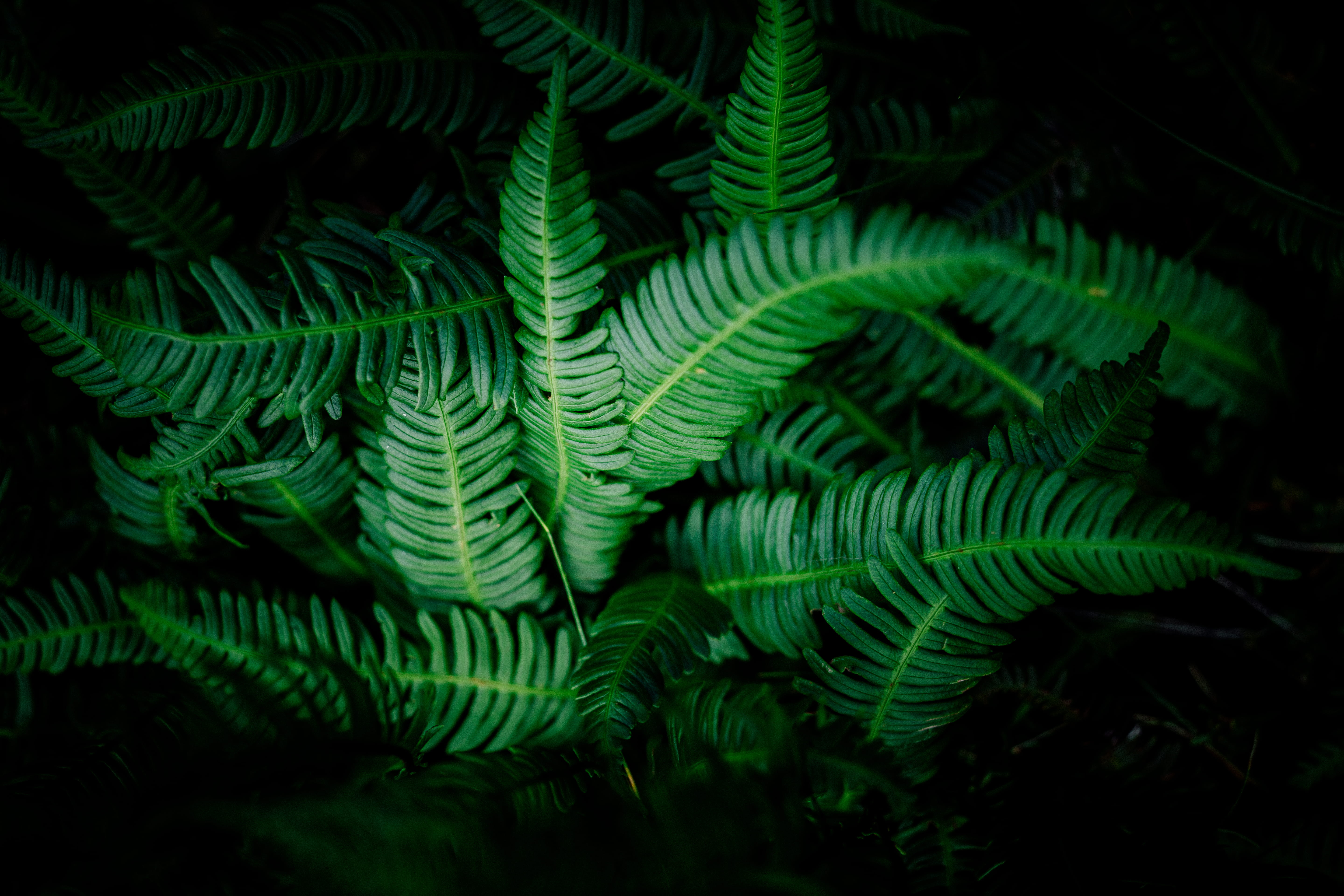 farn, 5K, growth, land, day, garden, rainforest, no people, natural pattern, view, woodland, dark, plant, top, beauty in nature, nature, full frame, compound, HD Wallpaper