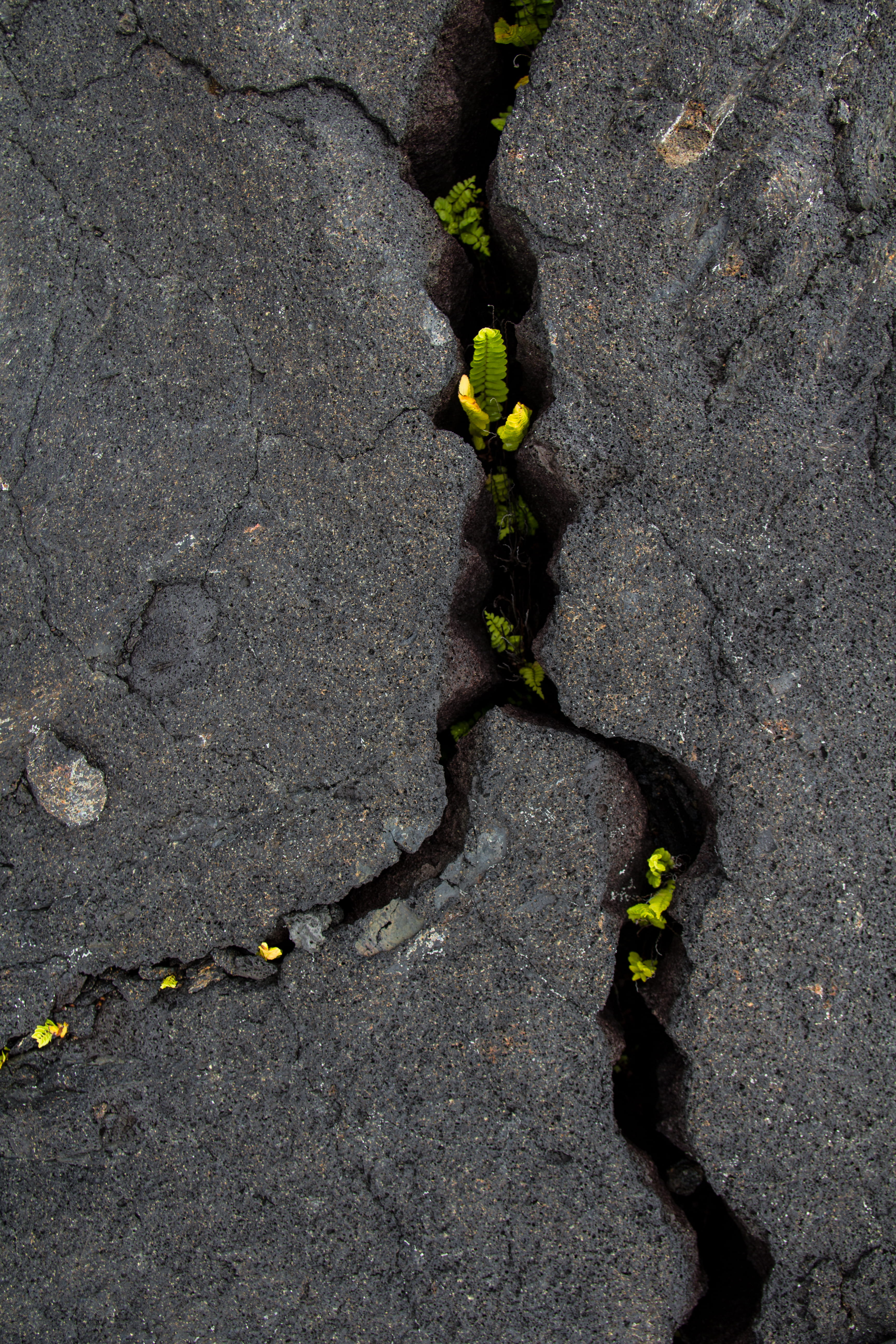 usa, green, vulnerability, fragility, plants, plant, cracked, day, beginnings, flowering plant, farn, no people, outdoors, volcano, flower, growth, plant part, Phone HD Wallpaper