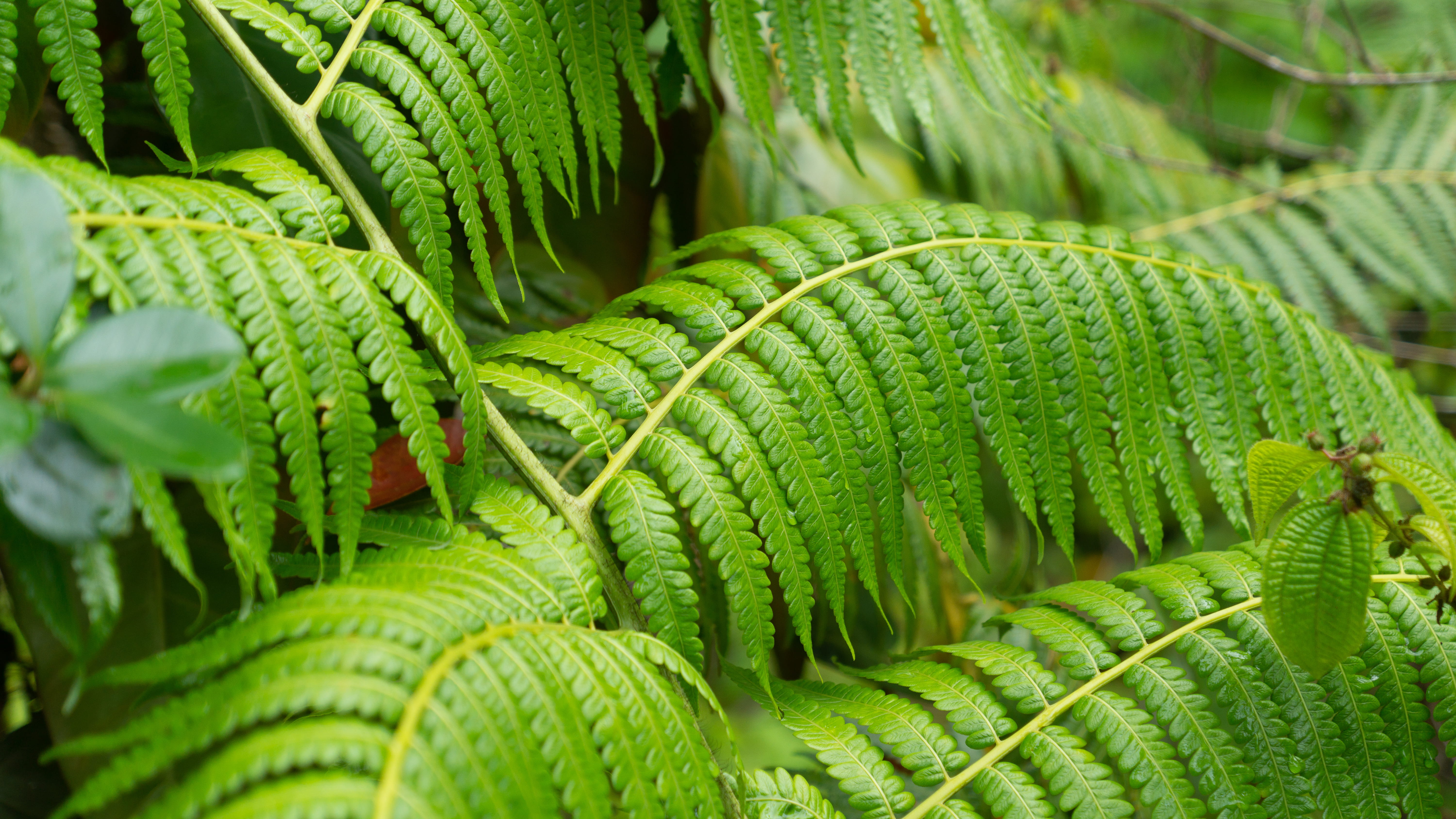 botanical, hawaii, freshness, plant part, food, agriculture, nature, gras, plant, growth, palm leaf, tree, no people, green color, fern, outdoors, trees, HD Wallpaper