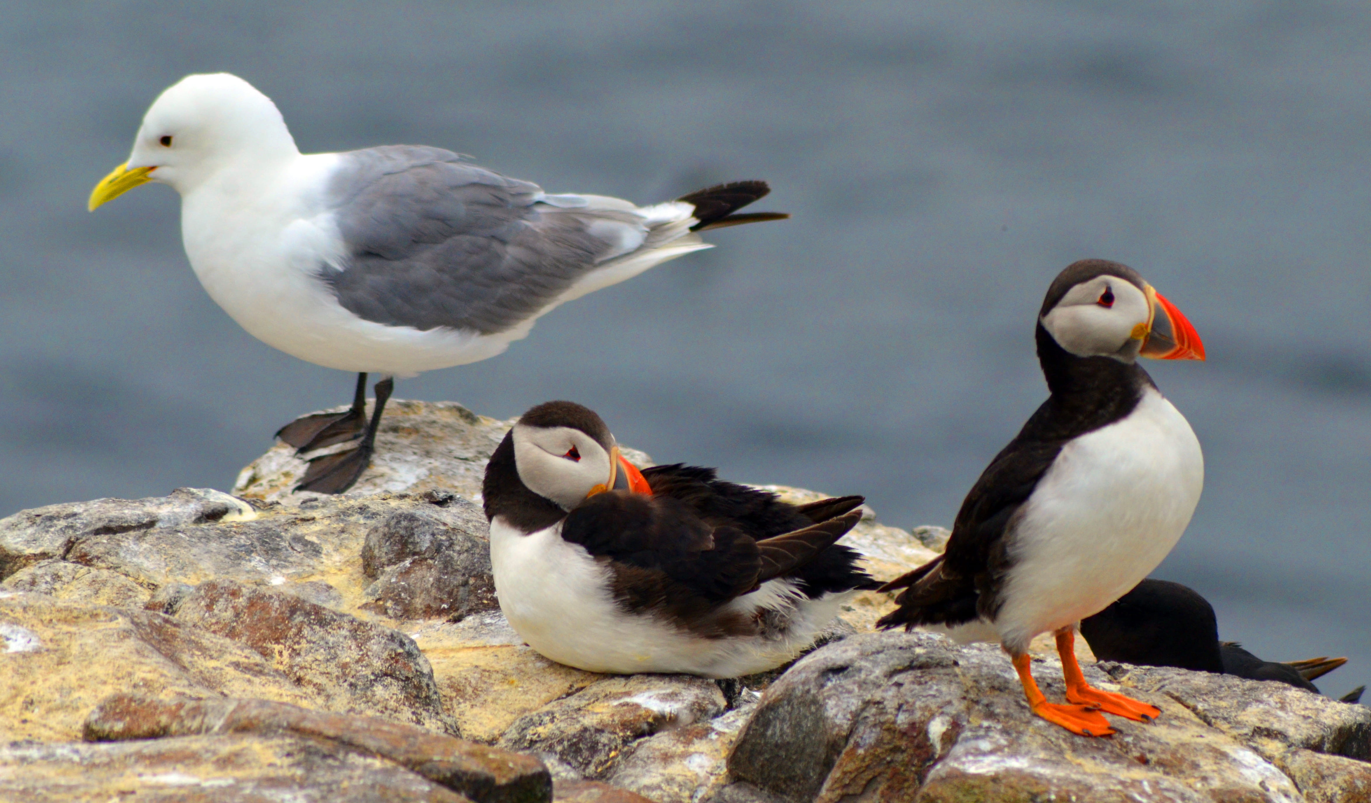 solid, seagull, group of animals, water, rock, beak, wildlife, perching, day, animals, birds, sea, animals in the wild, two animals, bird, 4K, no people, HD Wallpaper