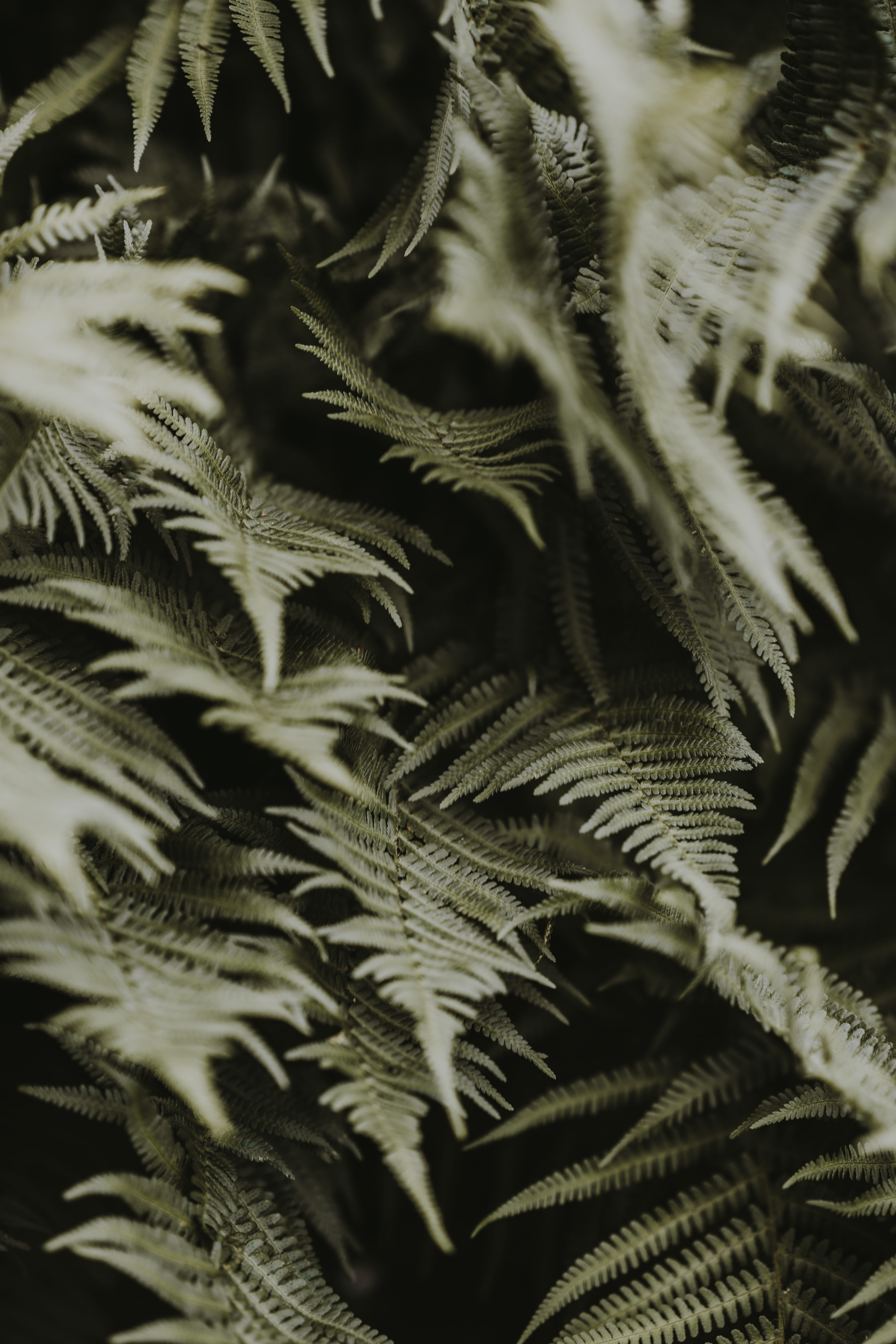8K, palm leaf, focus, selective focus, nature, high angle view, frond, close-up, backgrounds, farn, full frame, plant, woodland, tree, shallow, closeup, Phone HD Wallpaper