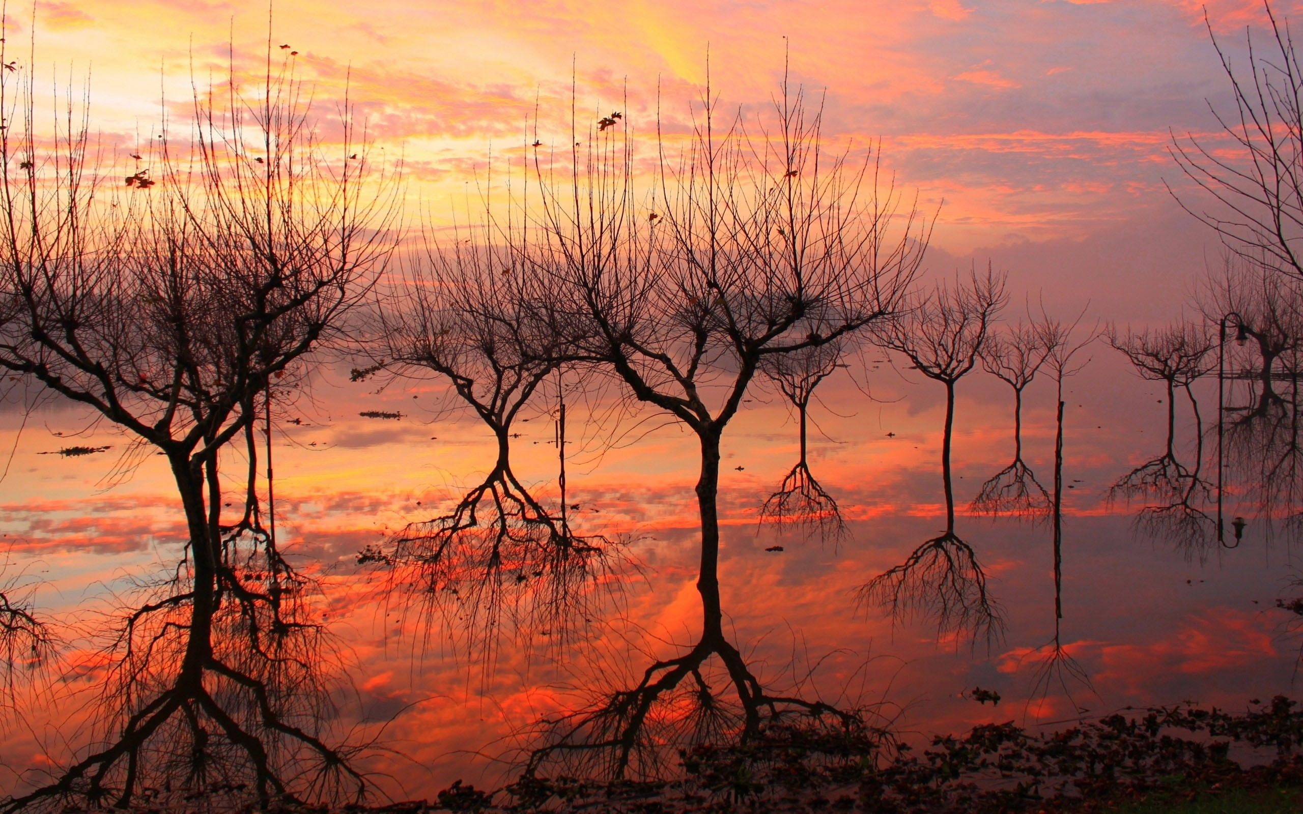 sillhouette, artistic, trees, hd, 2K, nature, HD Wallpaper