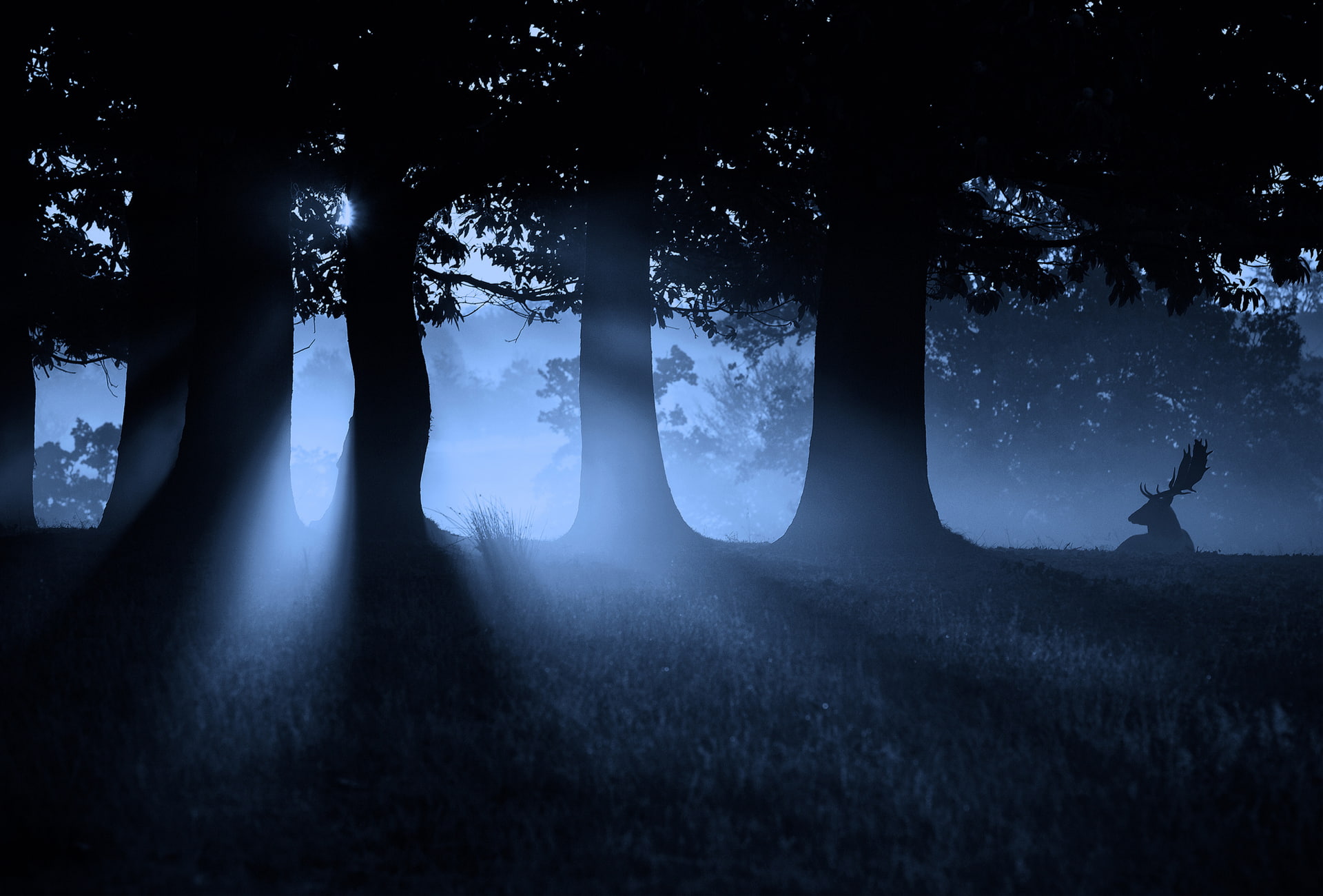 beauty in nature, horns, nature, tranquil scene, leisure activity, outdoors, sillhouette, tree trunk, growth, landscape, lifestyles, light, land, silhouette, HD Wallpaper