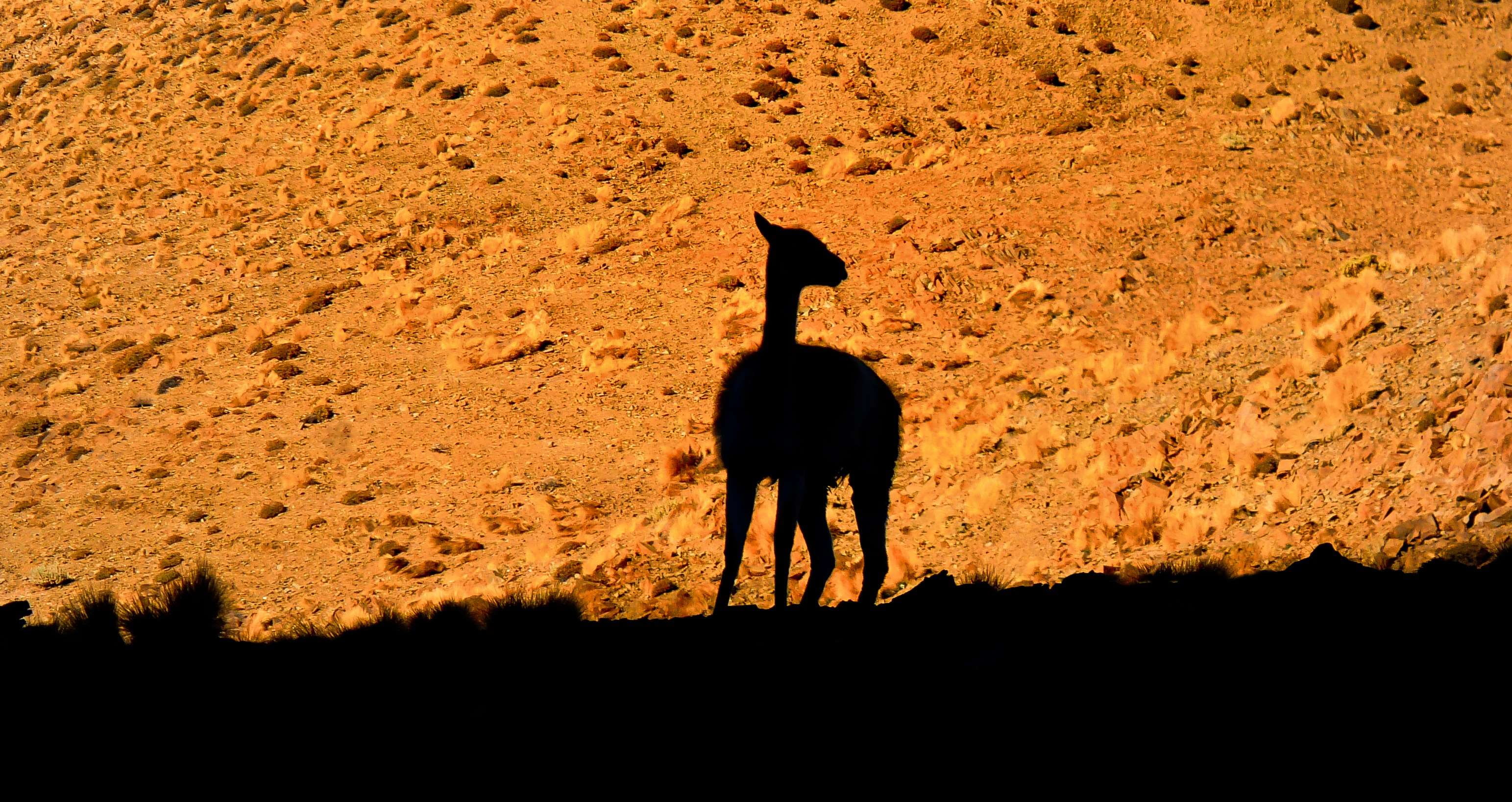sky, animal wildlife, andes, wilderness, 2K, outdoors, animal, silhouette, environment, wild, domestic animals, species, sunlight, mammal, standing, domestic, HD Wallpaper
