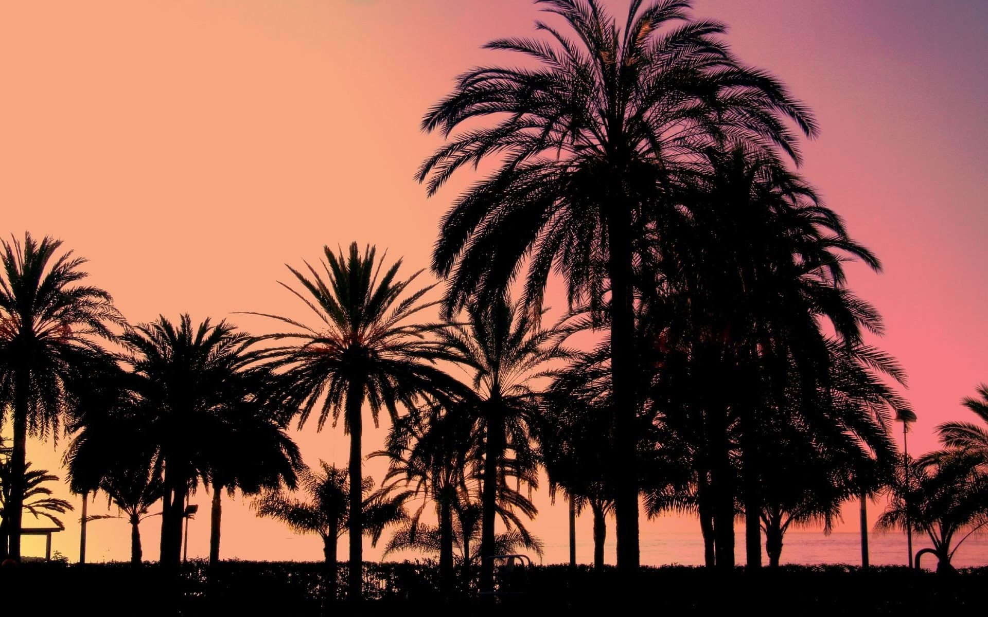 landscapes, sillhouette, palm, 1080P, trees, sunset, HD Wallpaper