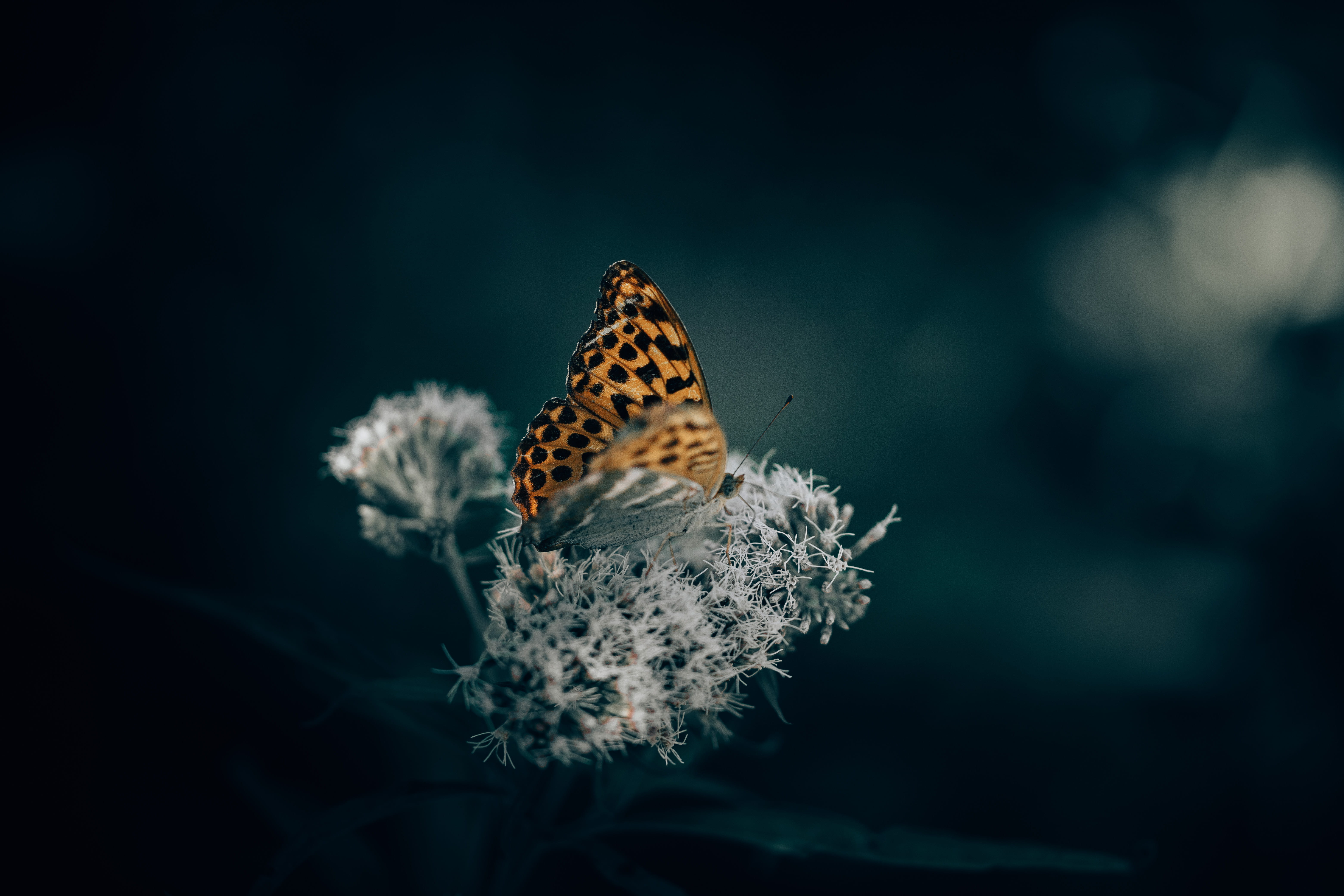 close-up, butterfly, focus, beauty In Nature, mood, photography, selective, spot, perched, plant, backgrounds, 5K, vibrant Color, animal Wing, macro, orange, HD Wallpaper