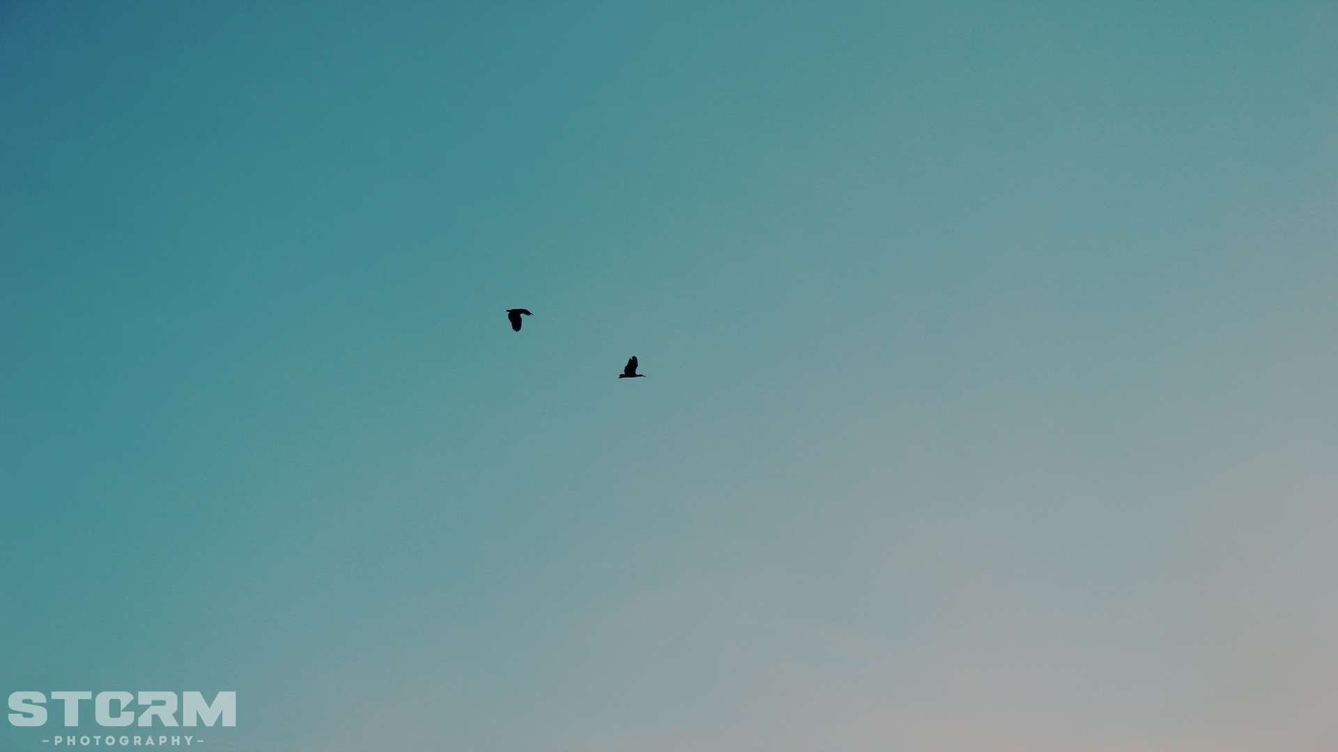 day, copy space, love, animal themes, 1080P, birds, Peace, vertebrate, animal, Sillhouette, beauty in nature, bird, low angle view, animals in the wild, HD Wallpaper