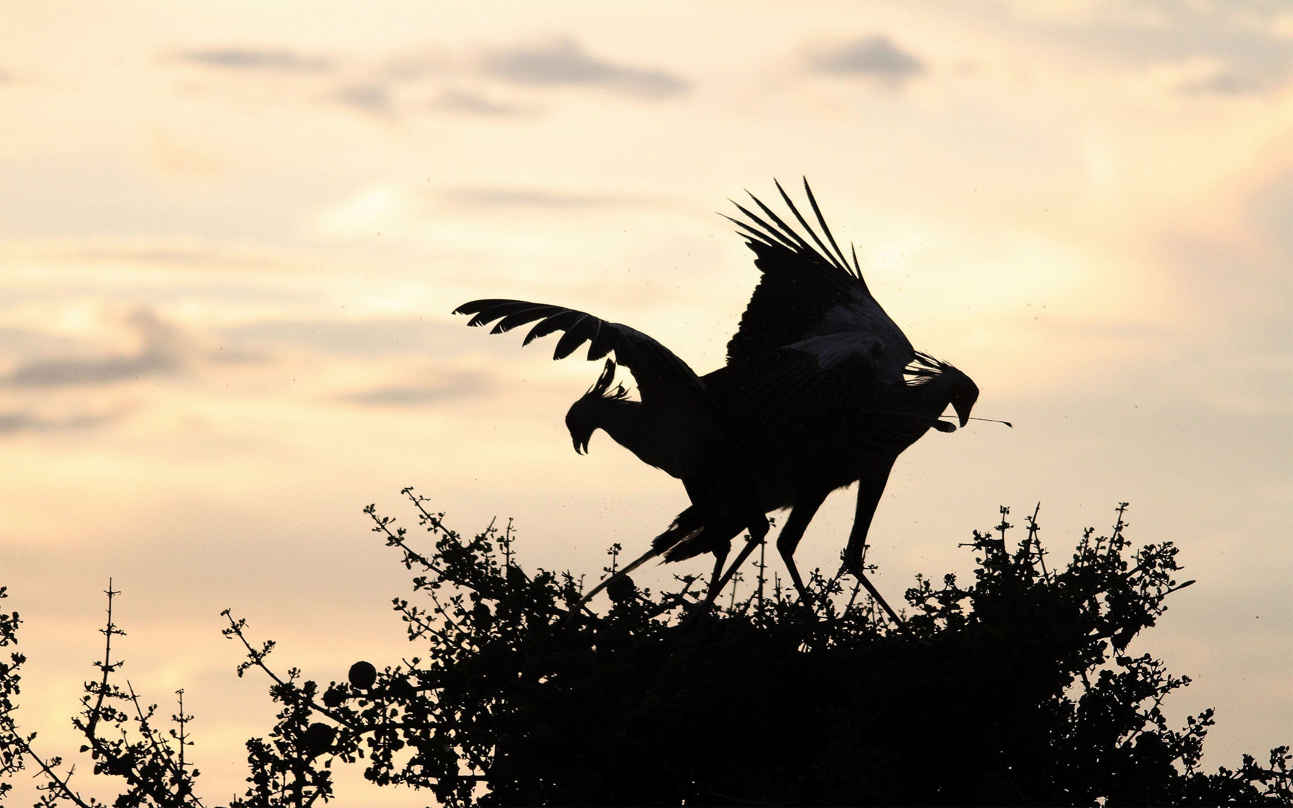 sillhouette, nature, animals, birds, wild, 2K, HD Wallpaper