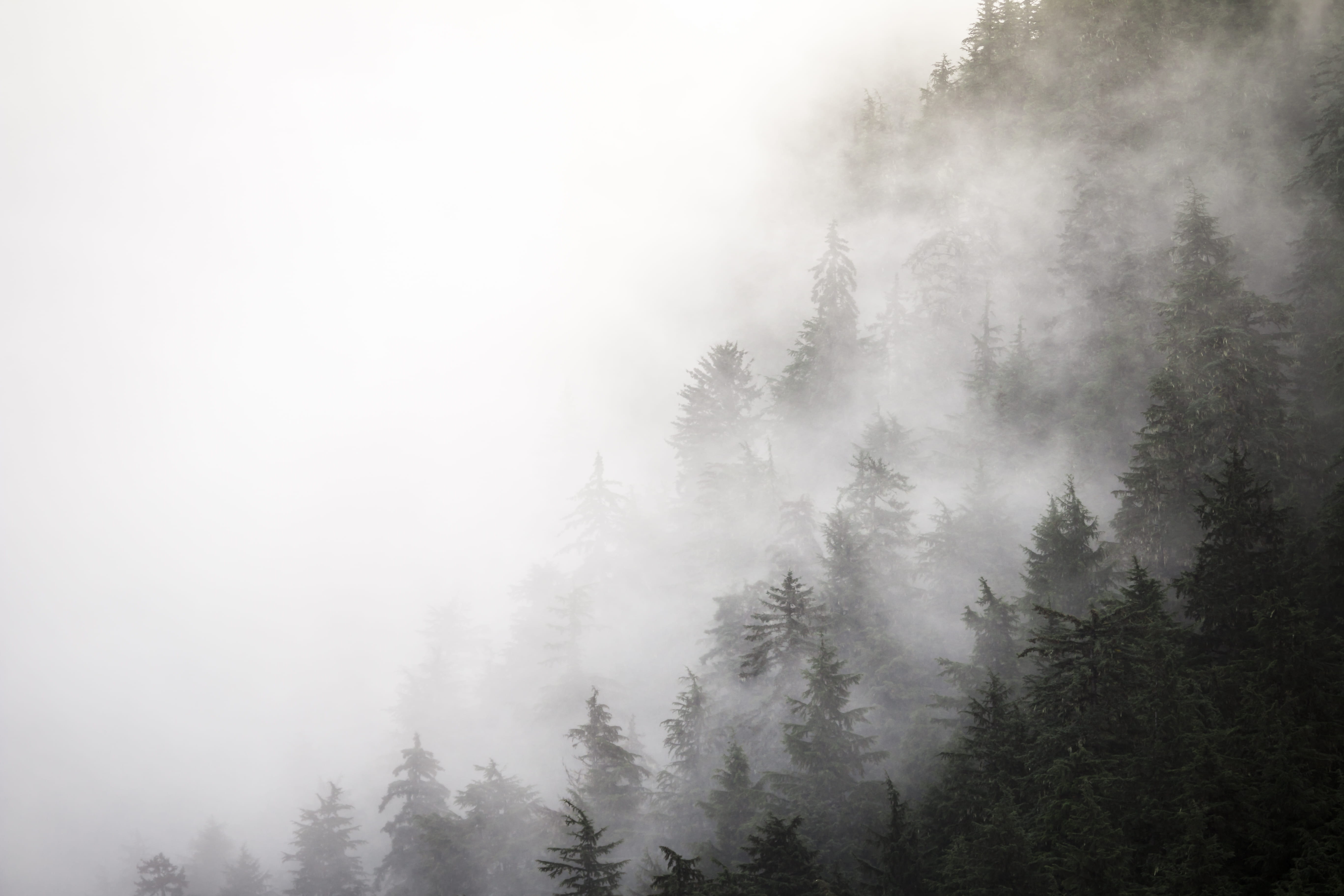 clouds, trees, scenics - nature, tranquil scene, outdoors, hill, evergreen tree, landscape, fog, covered, foggy, alaska, sky, mist, photo, grayscale, beauty in nature, HD Wallpaper