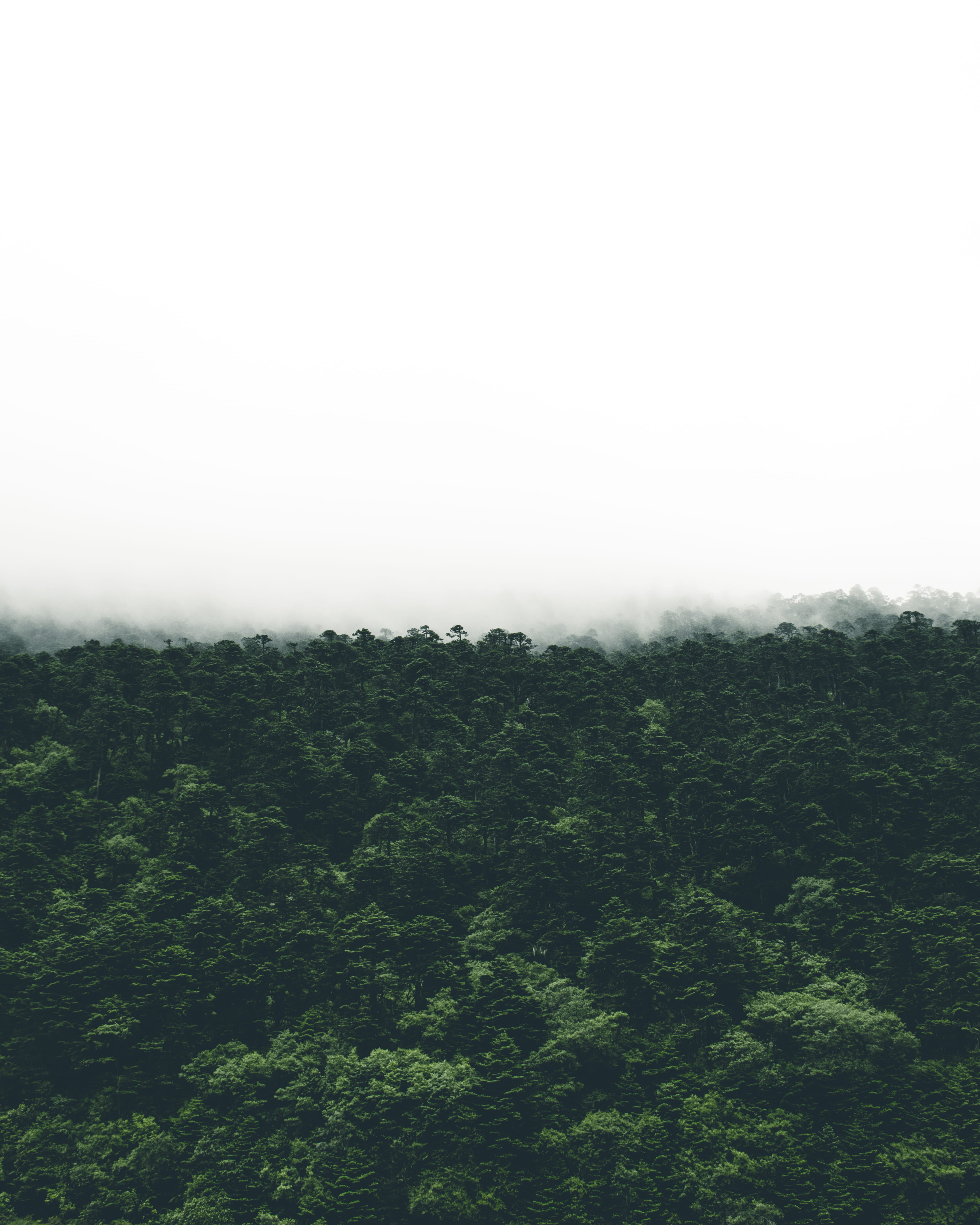 trees, mist, green color, environment, non-urban scene, cloudy, cloud forest, foggy, landscape, photo, fog, mountain, outdoors, photography, day, nature, Phone HD Wallpaper