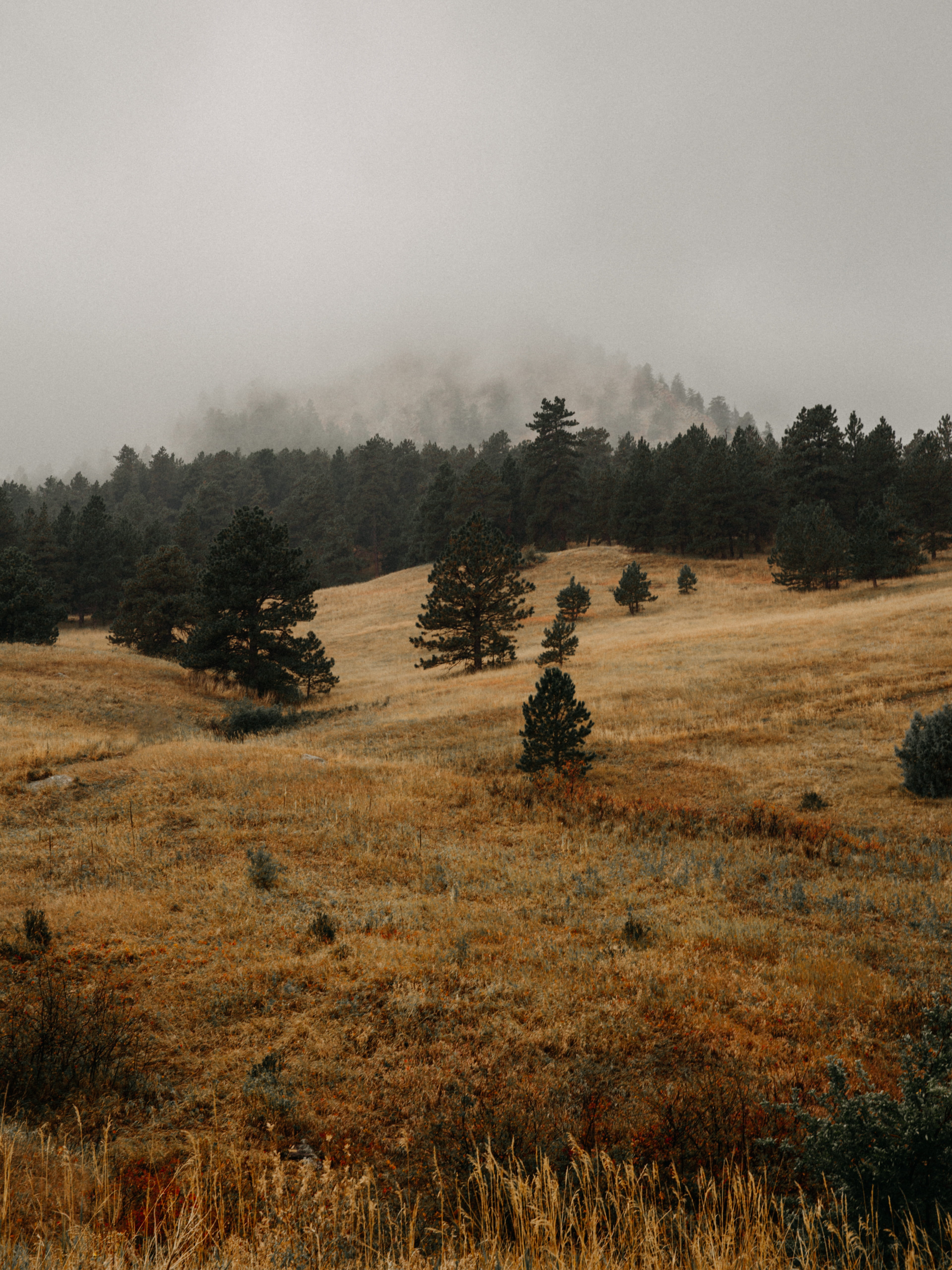 boulder, nature, wilderness, mist, 5K, tranquility, forest, environment, autumn, tree, scenics - nature, fog, landscape, trees, tranquil scene, nature photography, Phone HD Wallpaper