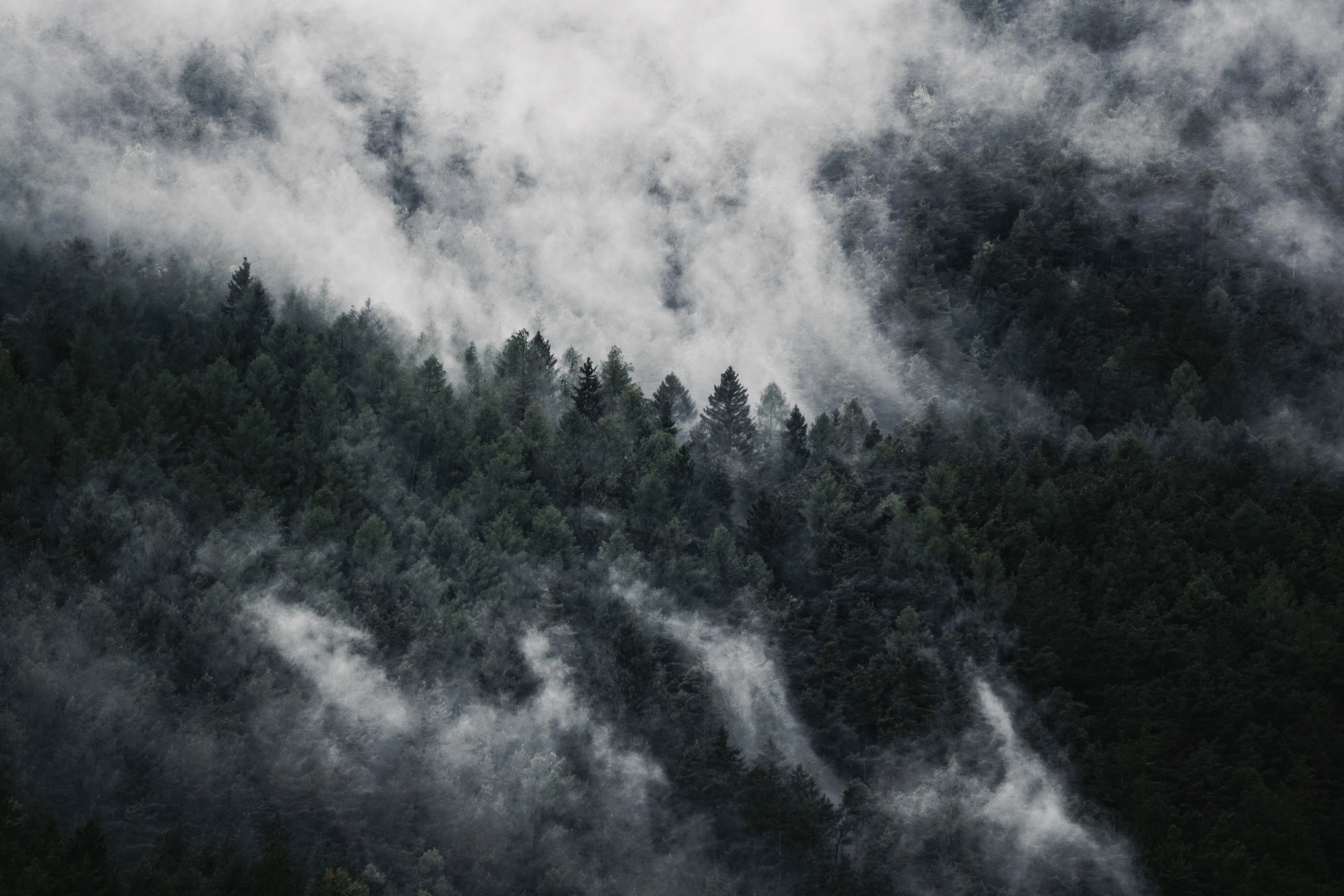 5K, trees, idyllic, sky, green, plant, pine woodland, outdoors, smoke - physical structure, land, scenics, view, coniferous tree, mountain, backgrounds, HD Wallpaper