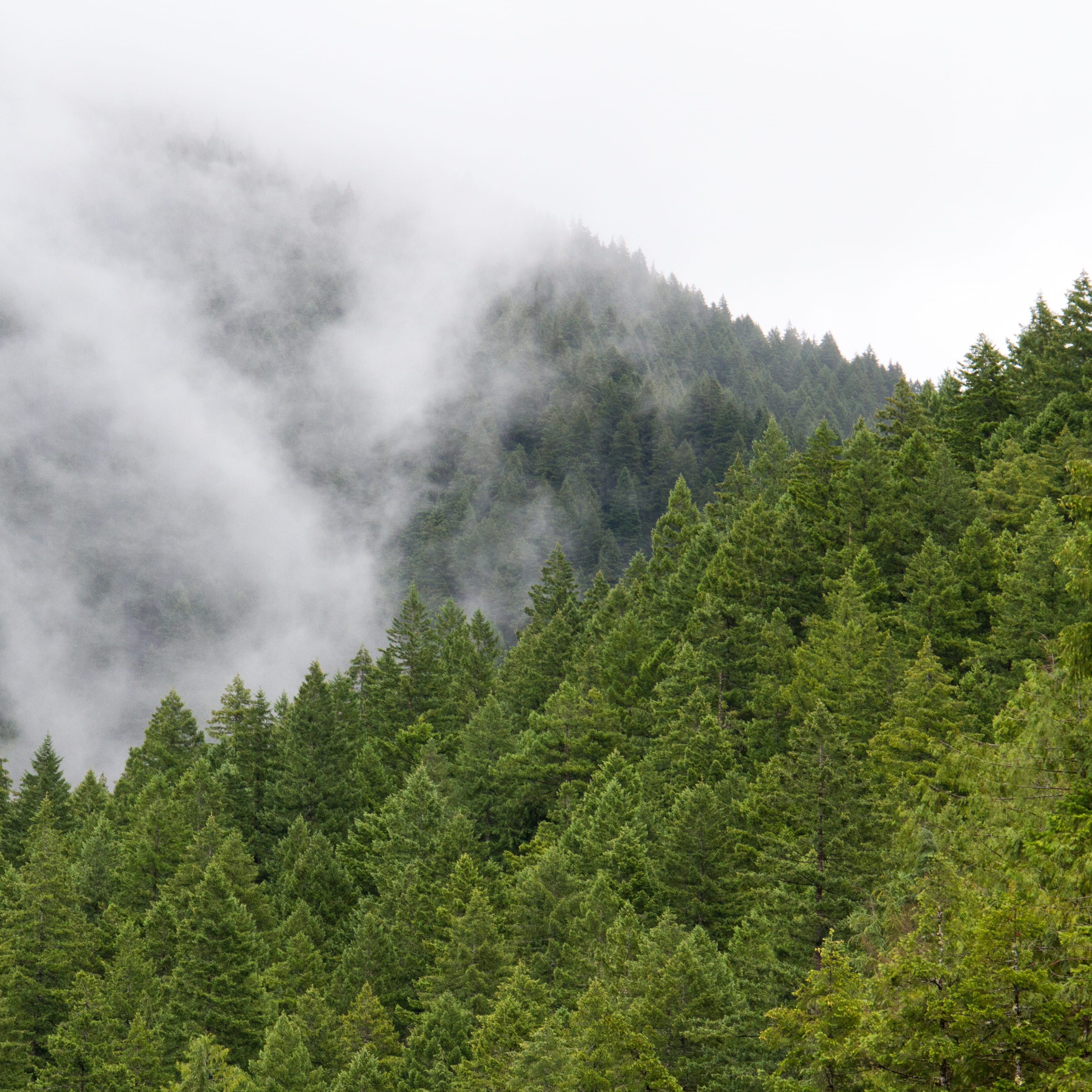 fir tree, land, outdoors, scenics - nature, cloud, woodland, no people, daytime, treetop, pine woodland, growth, fog, tree, landscape, beauty in nature, Phone HD Wallpaper