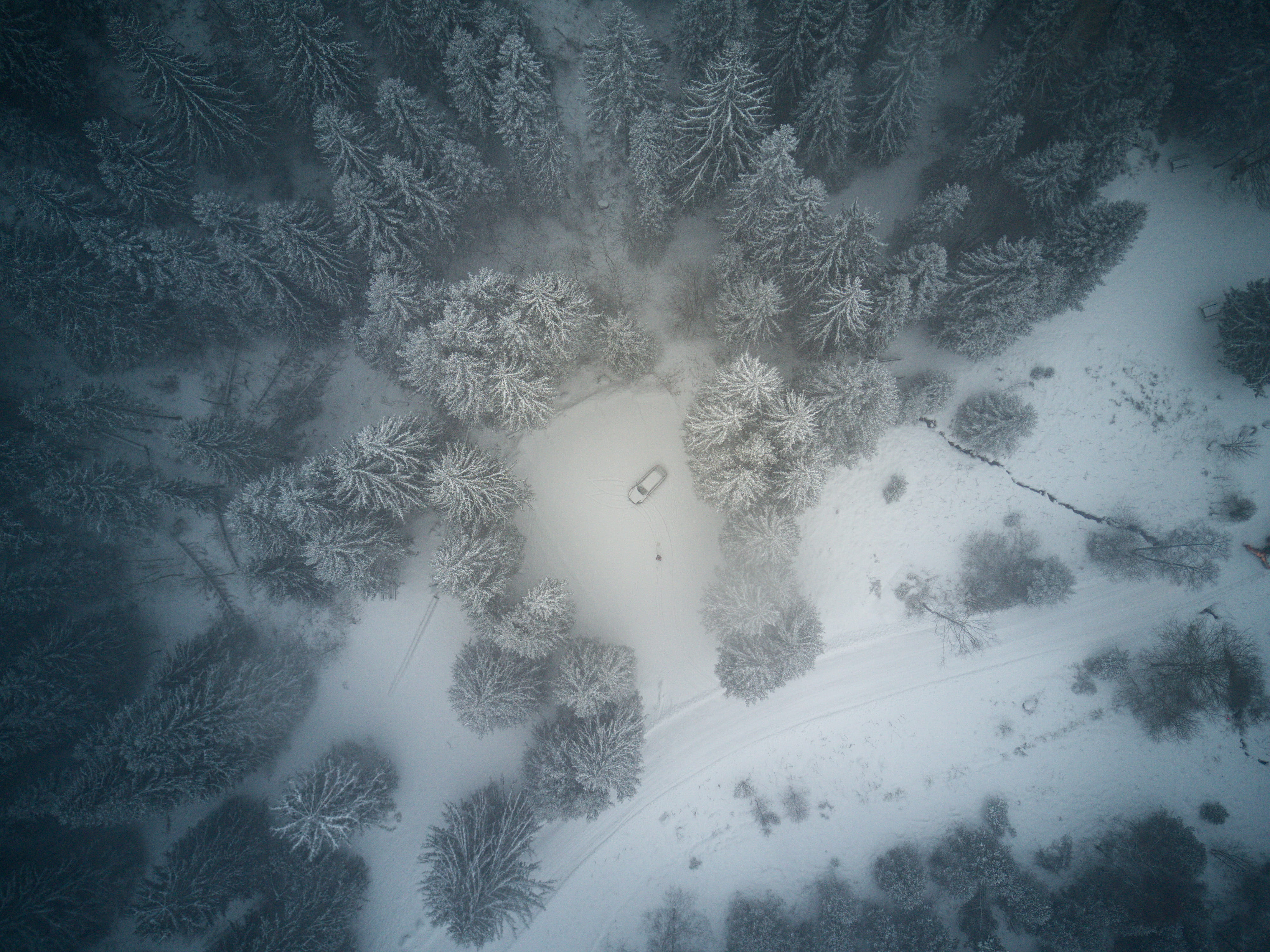 no People, tranquility, cold temperature, drone, blue, bird, woodland, eye, backgrounds, day, surrounded, plant, abstract, dark, coniferous tree, 4K, weather, HD Wallpaper