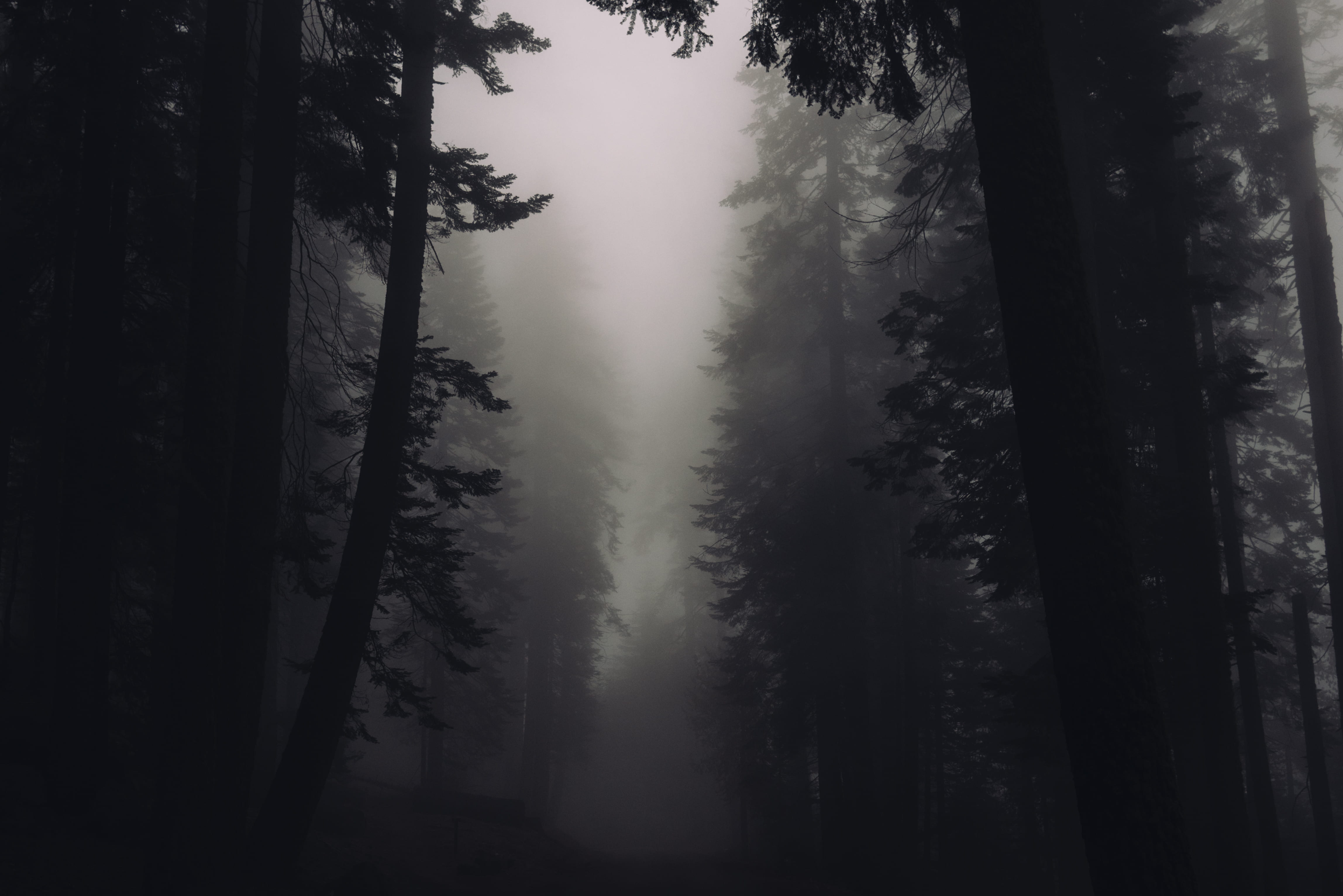 non-urban scene, outdoors, angle, fog, cloud, outdoor, low, tranquil scene, photo, 4K, evening, trees, forest, mystery, nature, mystic, californium, silhouette, HD Wallpaper