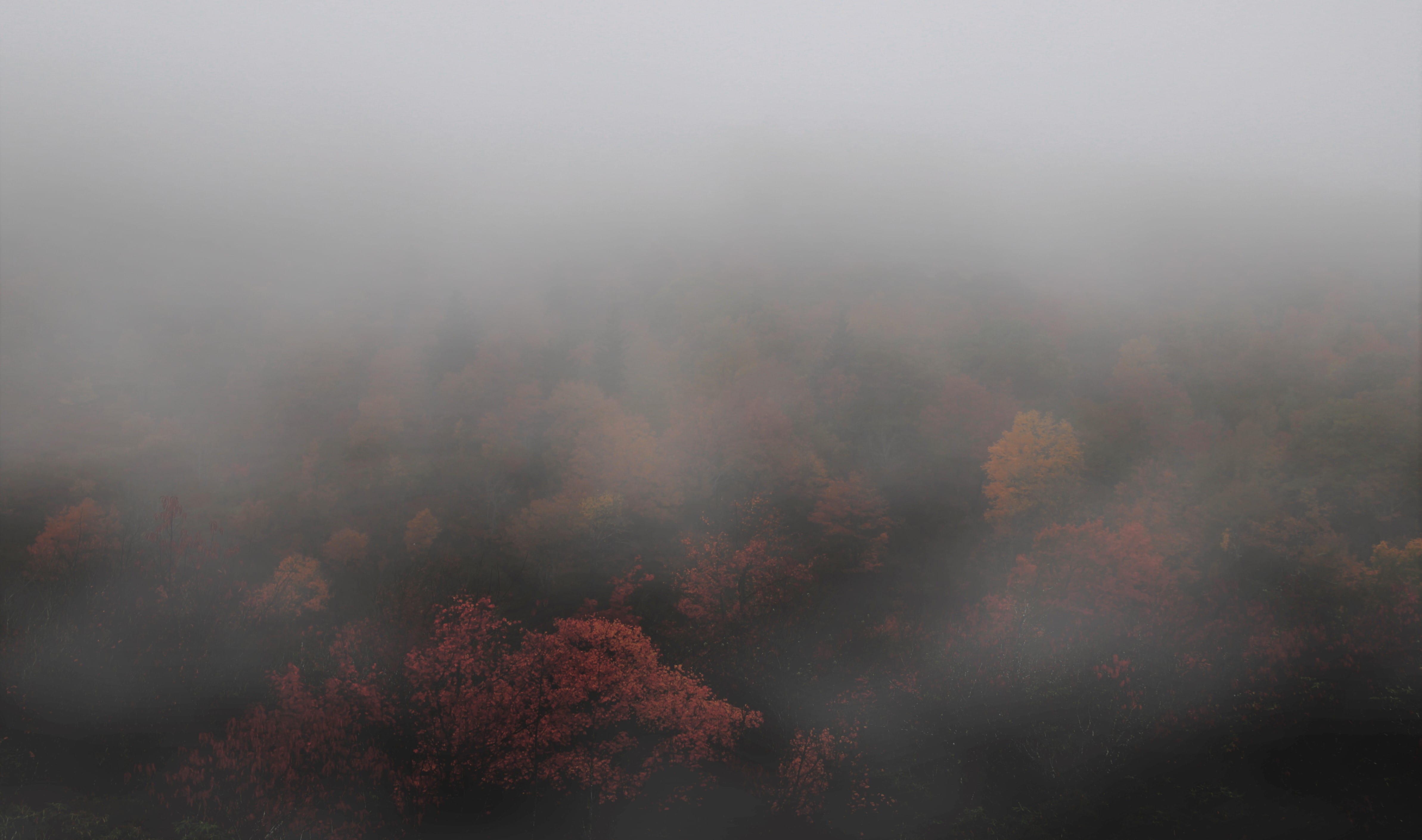 sky, tranquil scene, leaves, photography, plant, smog, cloud, fog, foggy, scenics - nature, tree, fall, environment, cloud - sky, forest, no people, land, HD Wallpaper