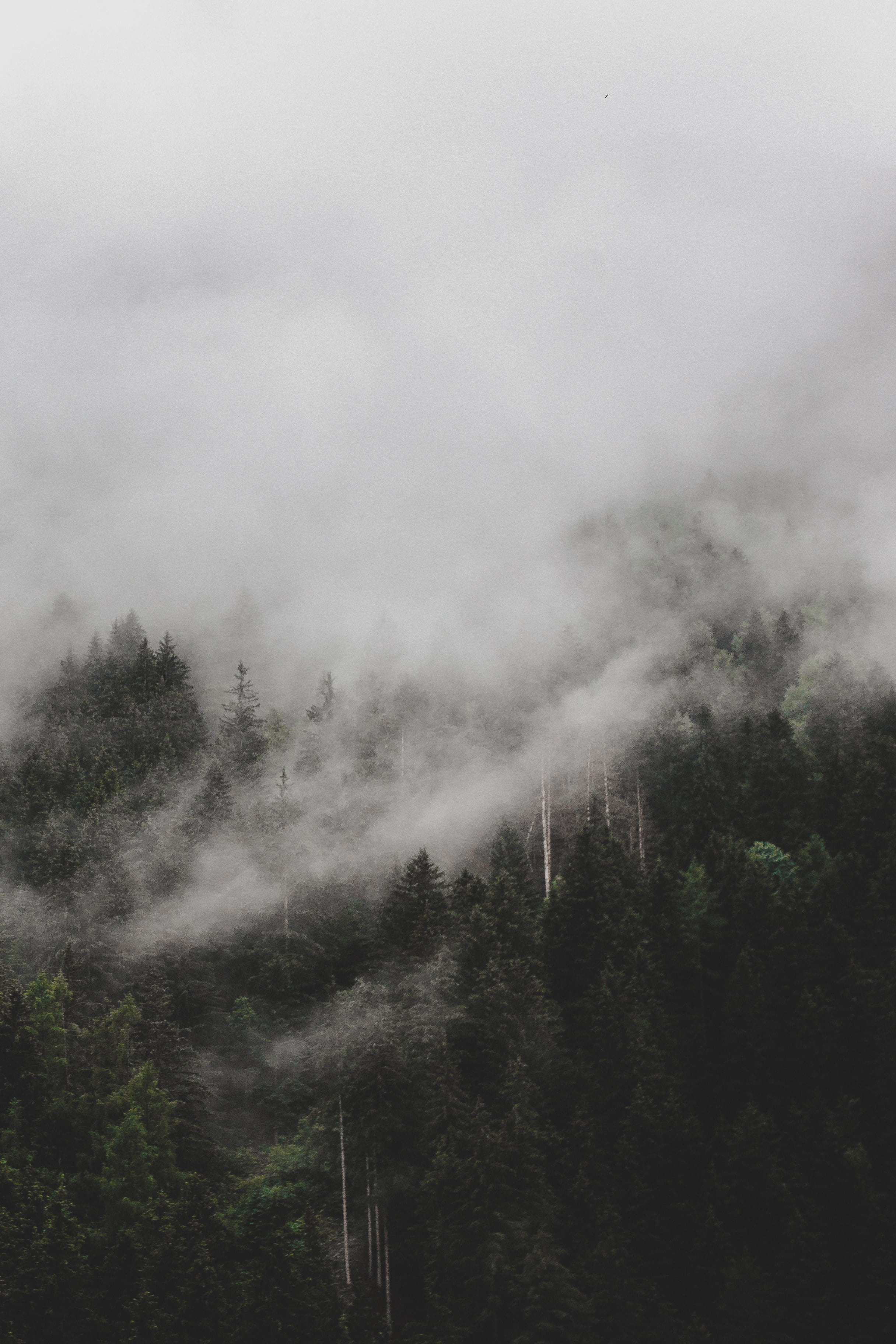 environment, scenics - nature, dark, covered, mood, misty, tree, forest, time, land, overcast, moody, fog, nature, sky, 2K, mountain, cloud - sky, tranquil scene, Phone HD Wallpaper