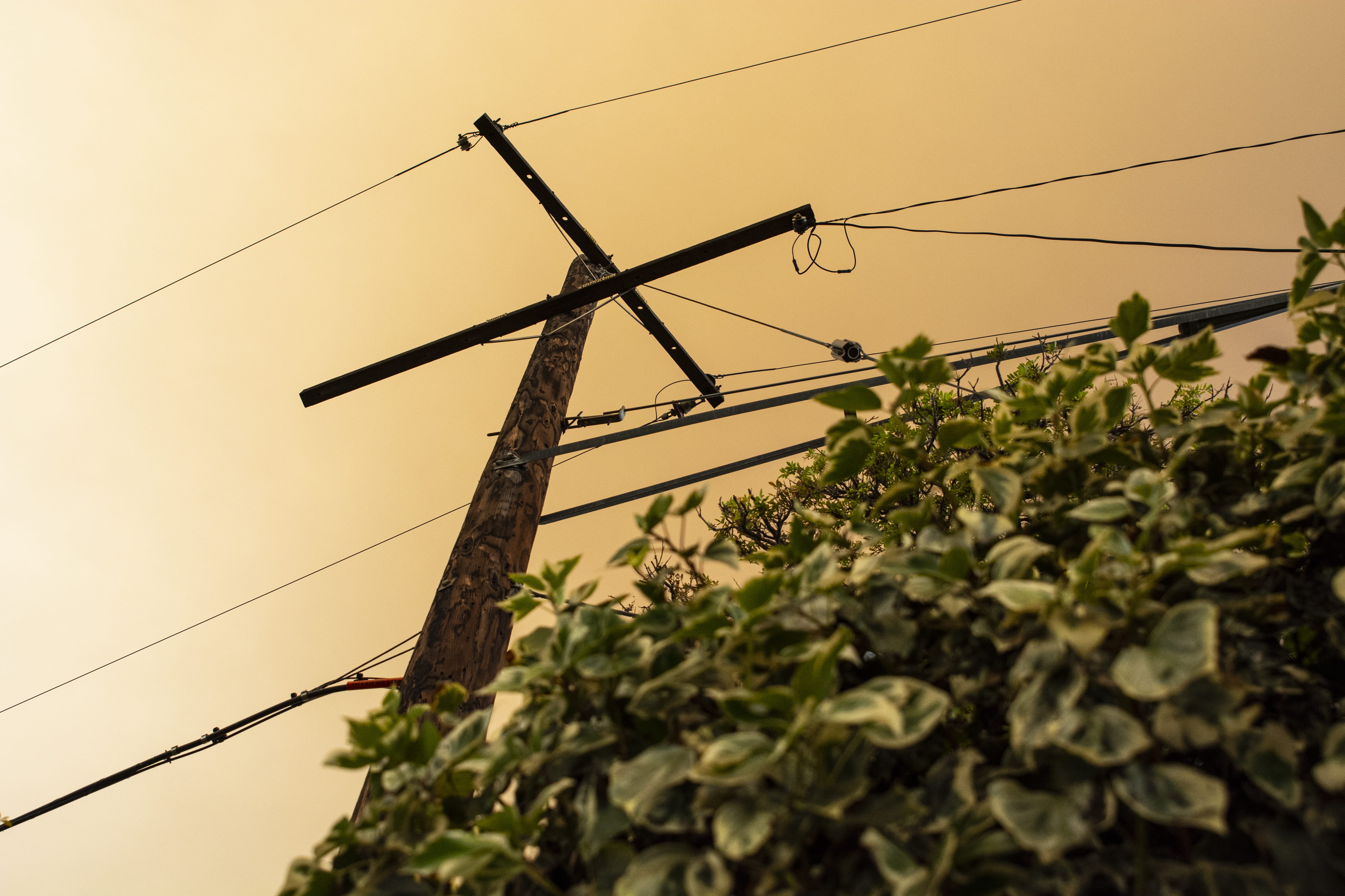 plant, fuel and power generation, low angle view, telephone line, no people, leaf, sky, tree, day, technology, powerline, power line, electricity pylon, HD Wallpaper