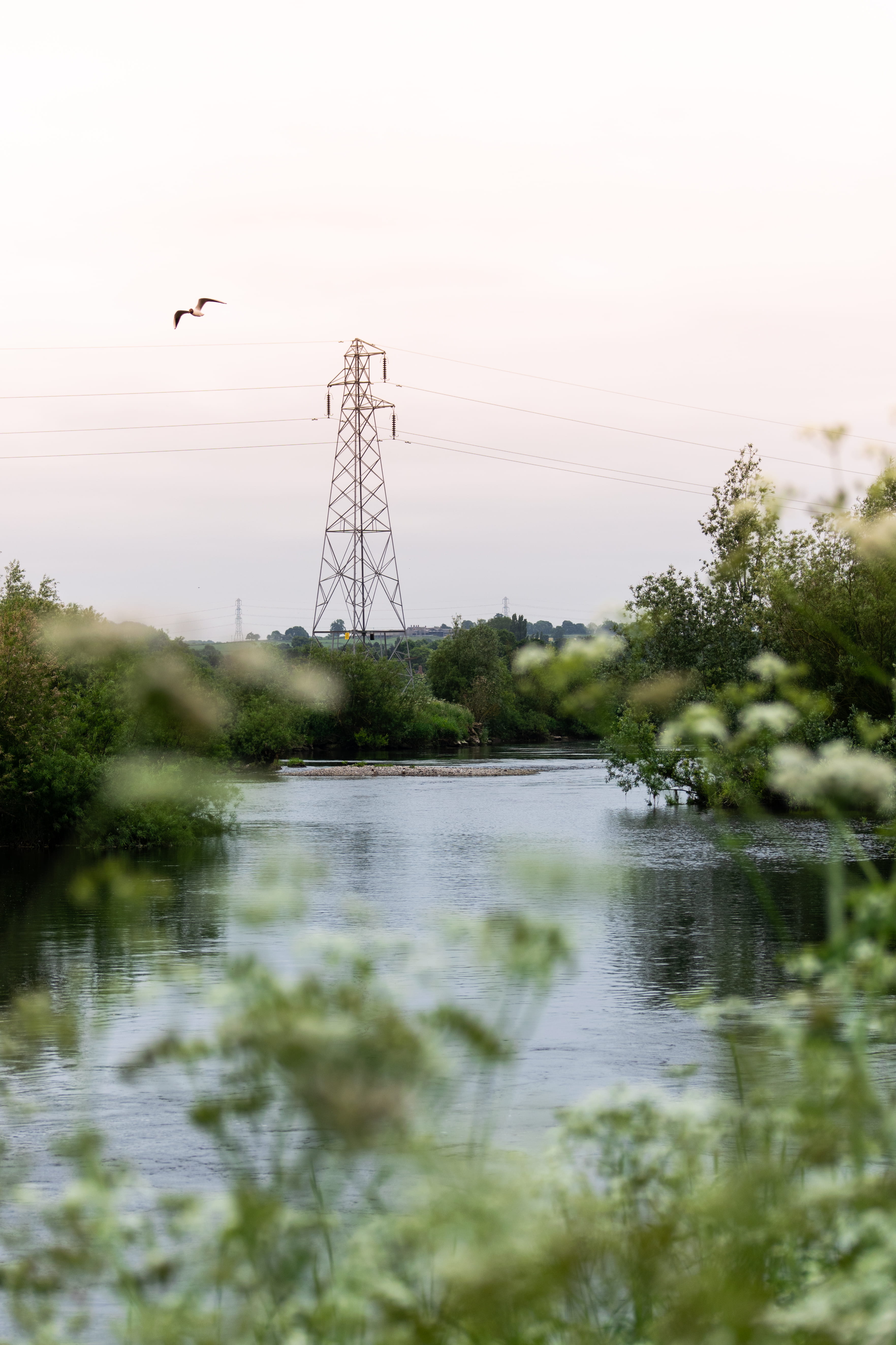 animal, morning, electric transmission tower, construction crane, electricity pylon, tree, animal wildlife, near, ditch, water, tower, reflection, animal themes, Phone HD Wallpaper