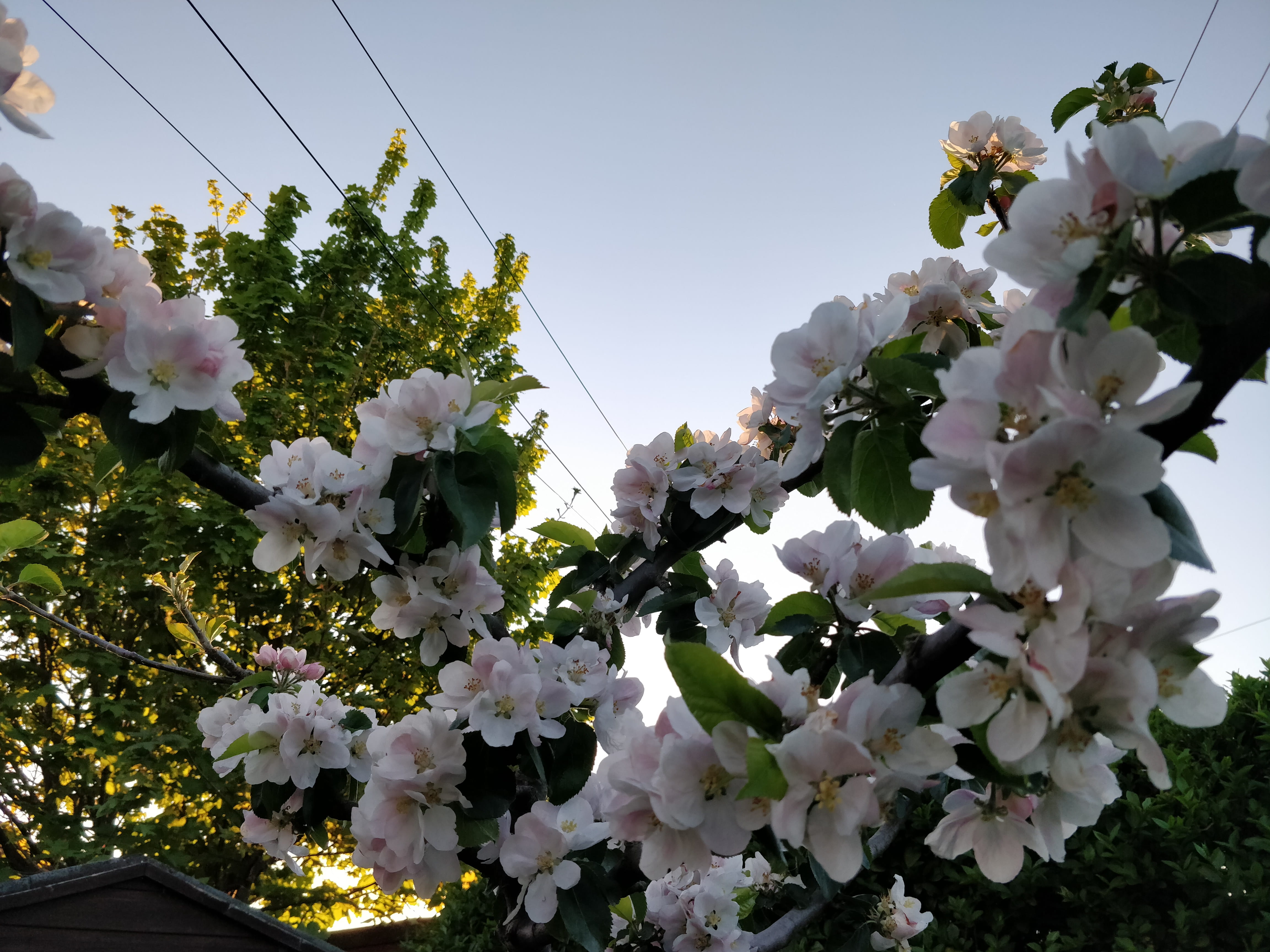 suburb, fragility, freshness, beauty in nature, edinburgh, day, blossom, sky, no people, white color, electric, vulnerability, growth, springtime, petal, HD Wallpaper