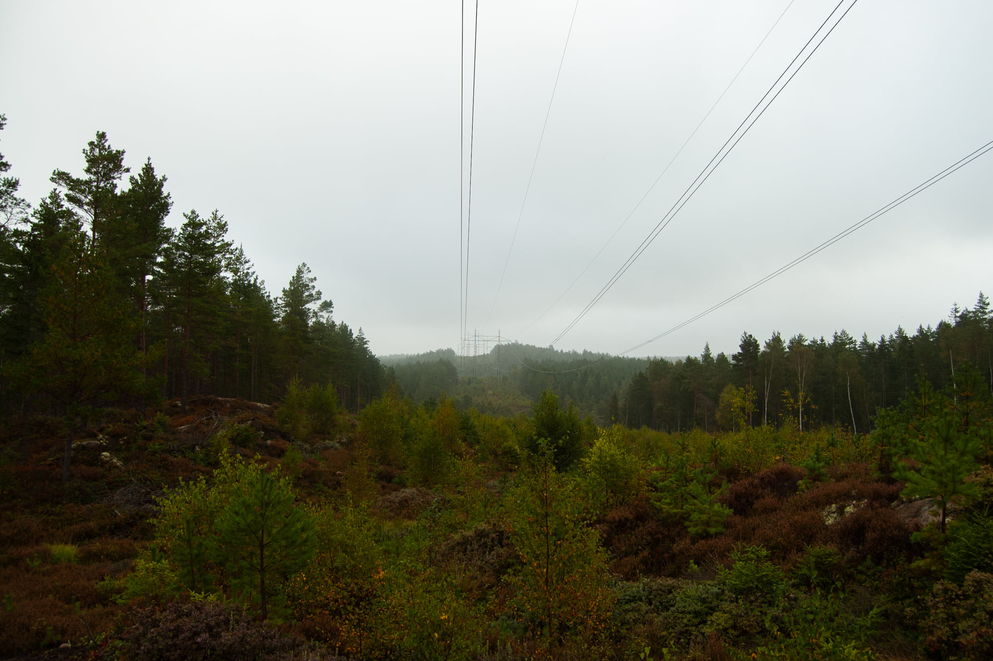 powerlines, 1080P, forest, nature, HD Wallpaper