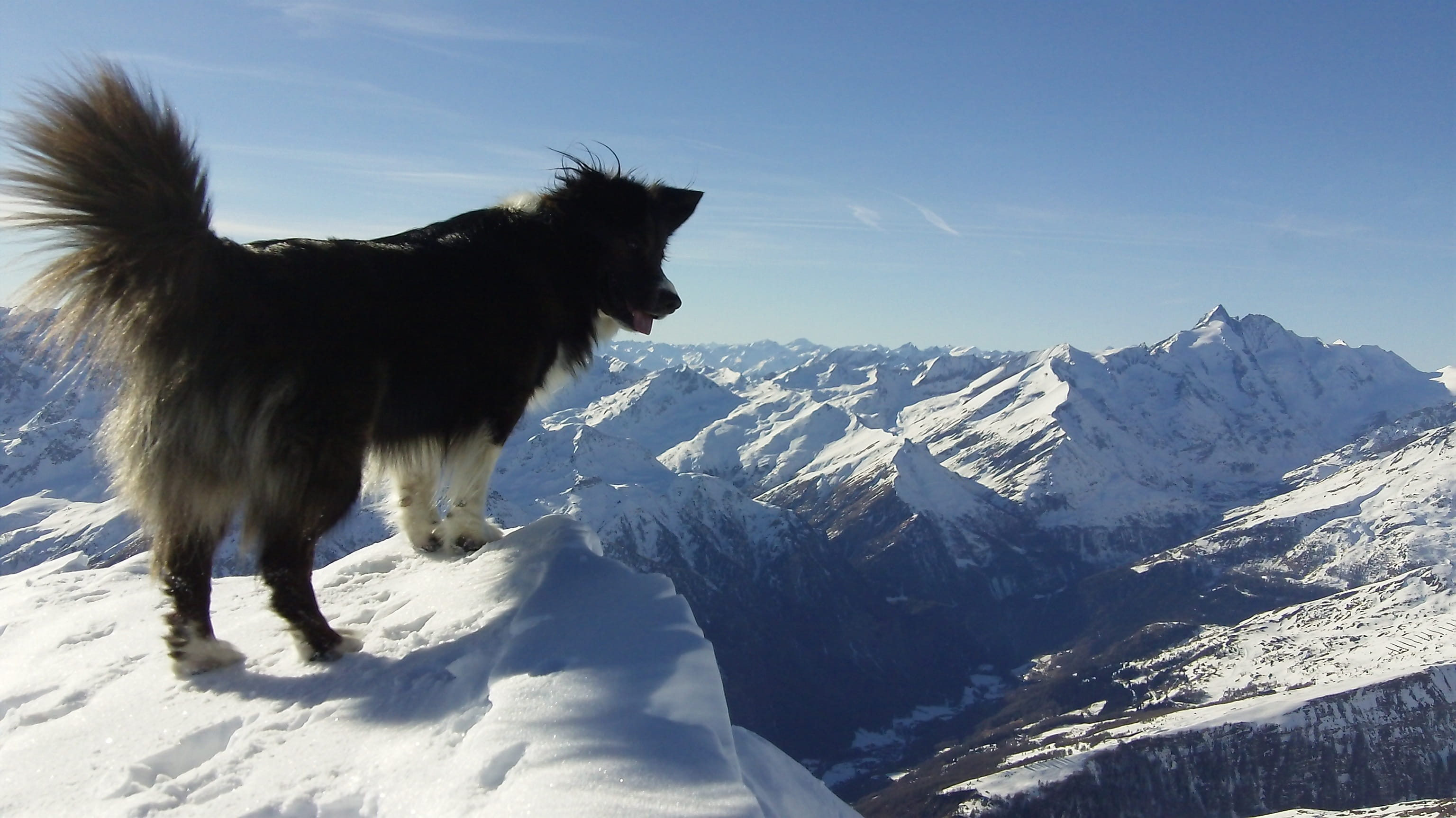 snow, mammal, mountain, nature, pets, snowcapped mountain, domestic animals, beauty in nature, mountain range, rock, animal themes, scenics - nature, winter, HD Wallpaper
