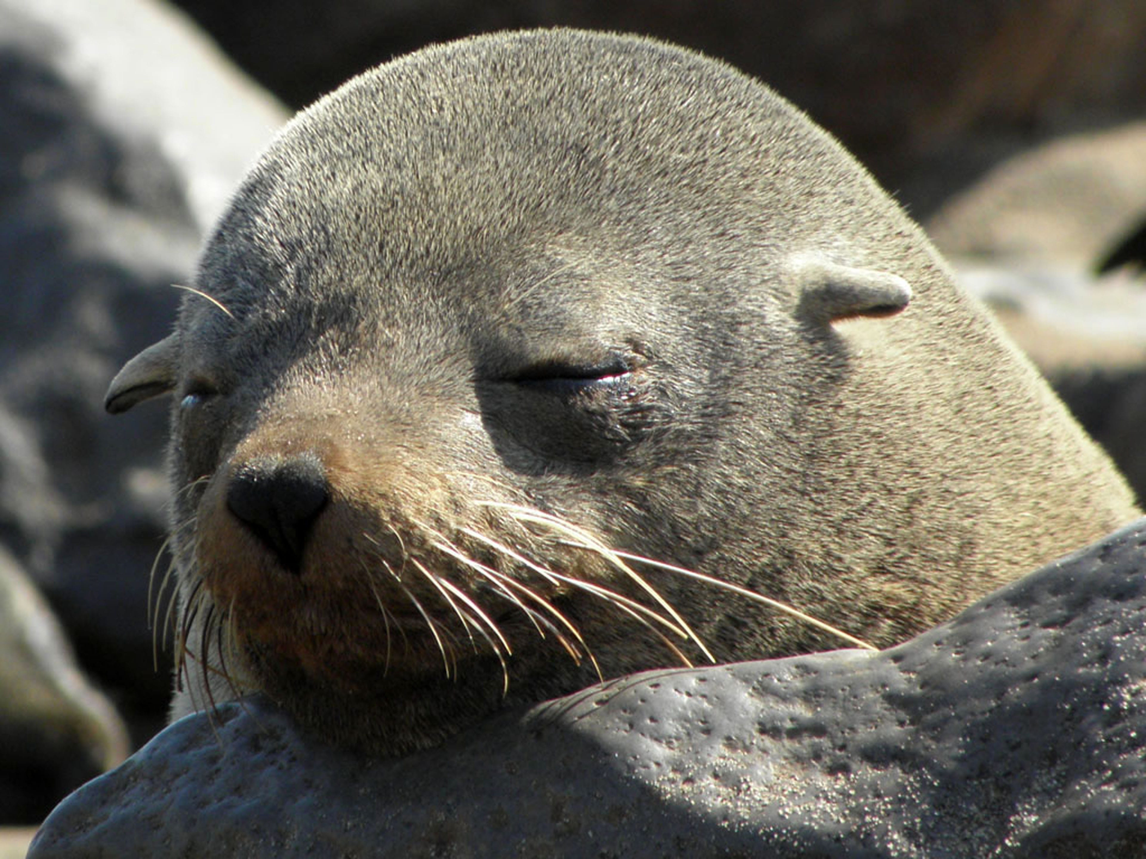 whisker, sea, 4K, one animal, sleep, rock - object, focus on foreground, lion, animal nose, no people, seal, lazy, animal world, animal, vertebrate, aquatic mammal, HD Wallpaper