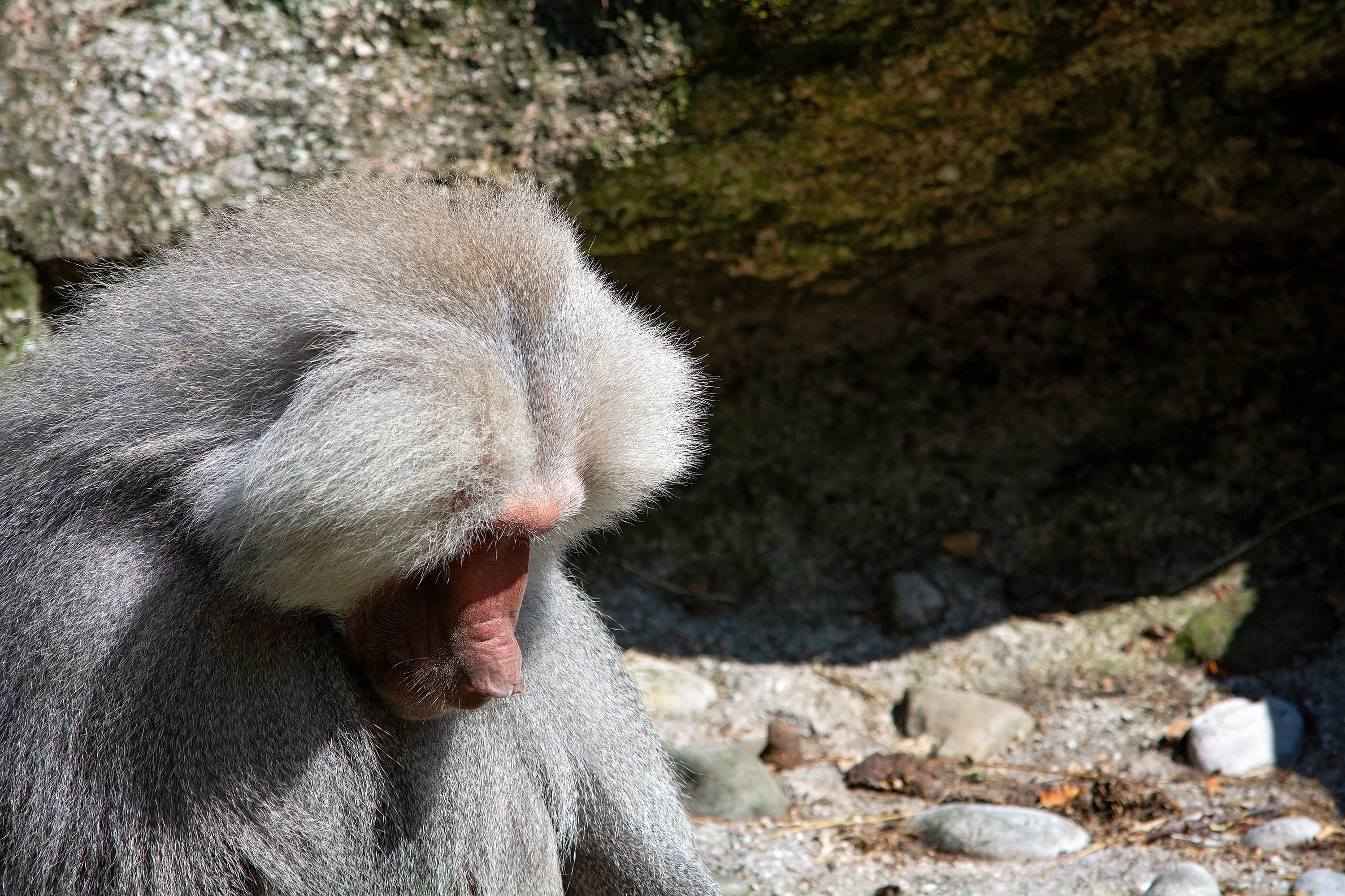 mouth open, animal wildlife, nature, snout, rock, domestic animals, outdoors, baboon, mouth, animal world, animal body part, close-up, animal photography, HD Wallpaper