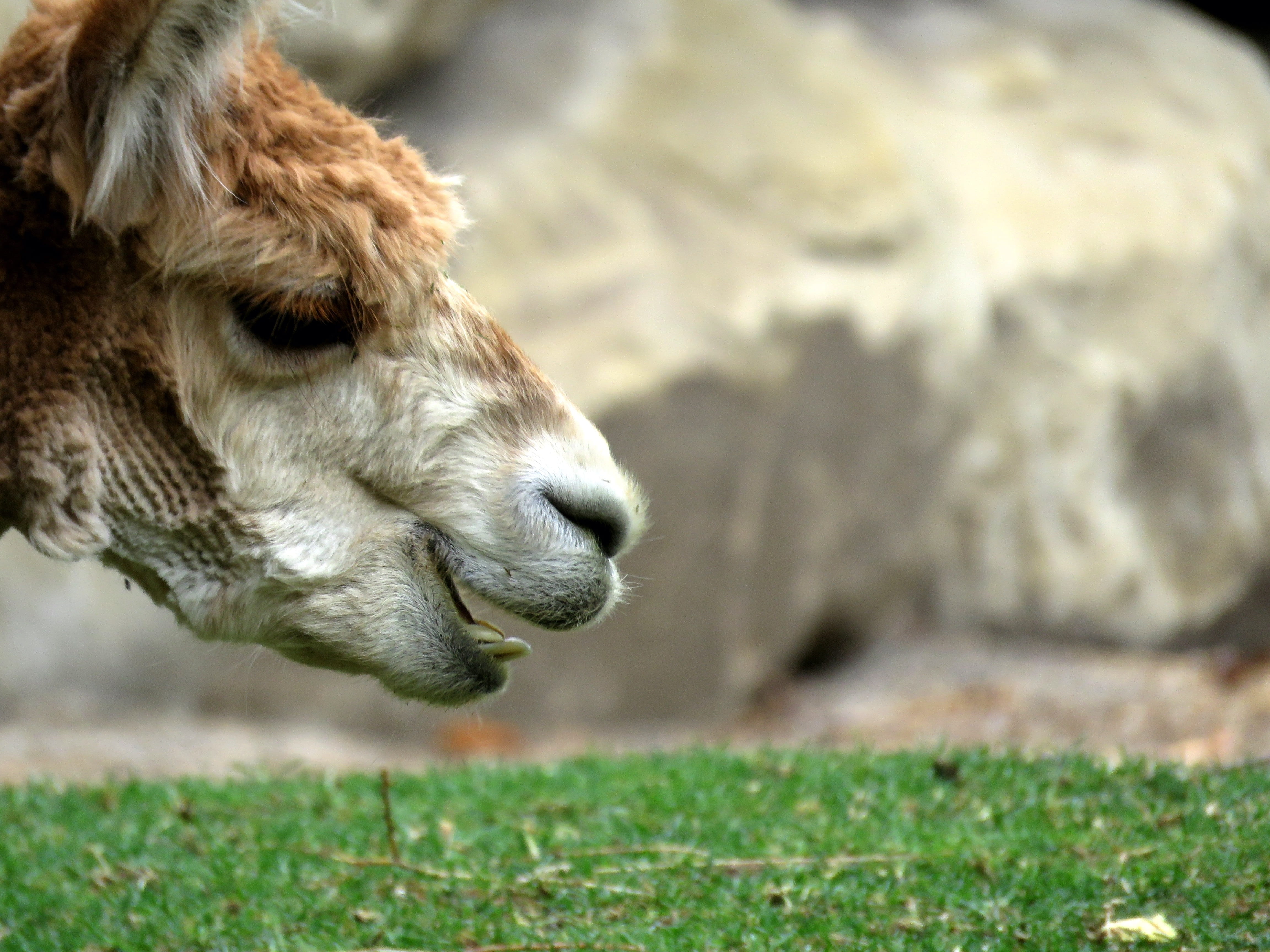 profile view, livestock, animal body part, alpaca, animal head, focus on foreground, day, pets, 4K, grass, calgary, vertebrate, animal wildlife, domestic, HD Wallpaper