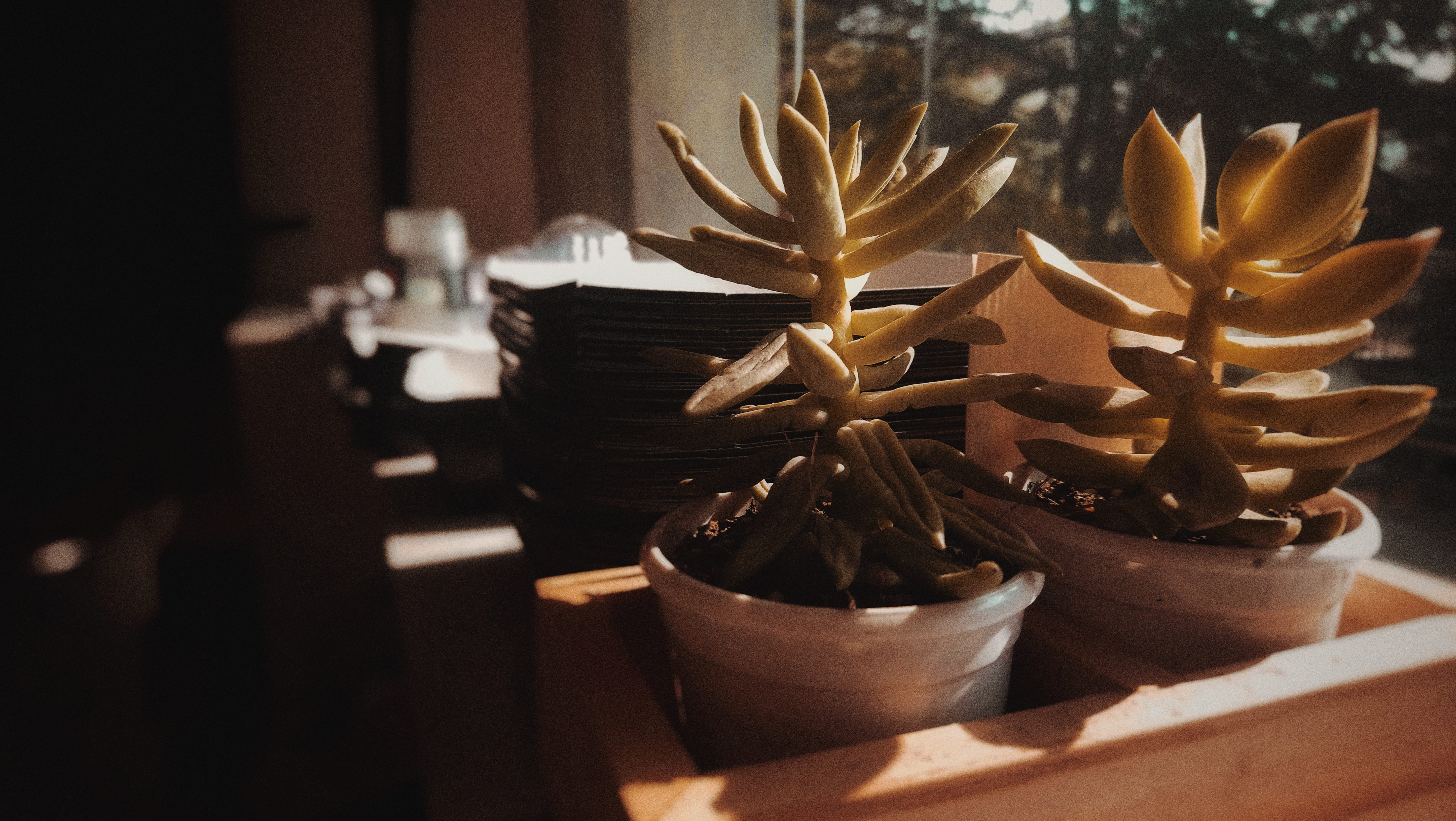 plantlife, aesthetic, minimal, sunlight, container, no people, light, plant, wood - material, large group of objects, brown, freshness, table, green, 5K, HD Wallpaper