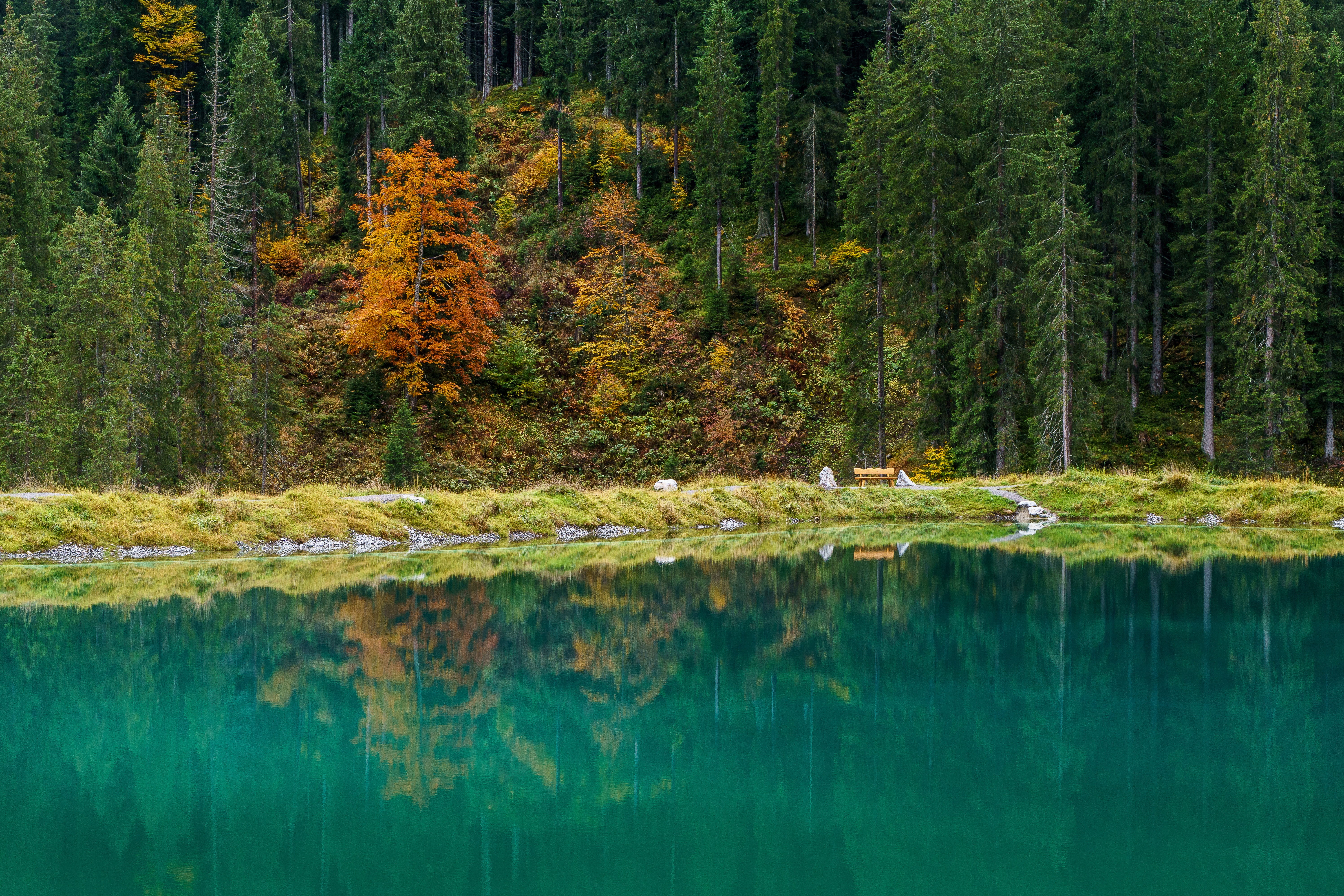 kleinwalsertal, coniferous tree, 5K, pine woodland, outdoors, autumn, non-urban scene, allgäu alps, beauty in nature, waterfront, plant, allgäu, tranquility, HD Wallpaper